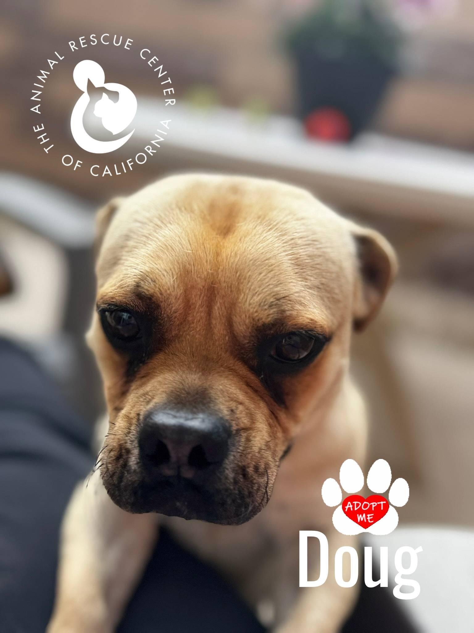Doug, a Adoptable mixed breed in Coachella, CA image 2/6