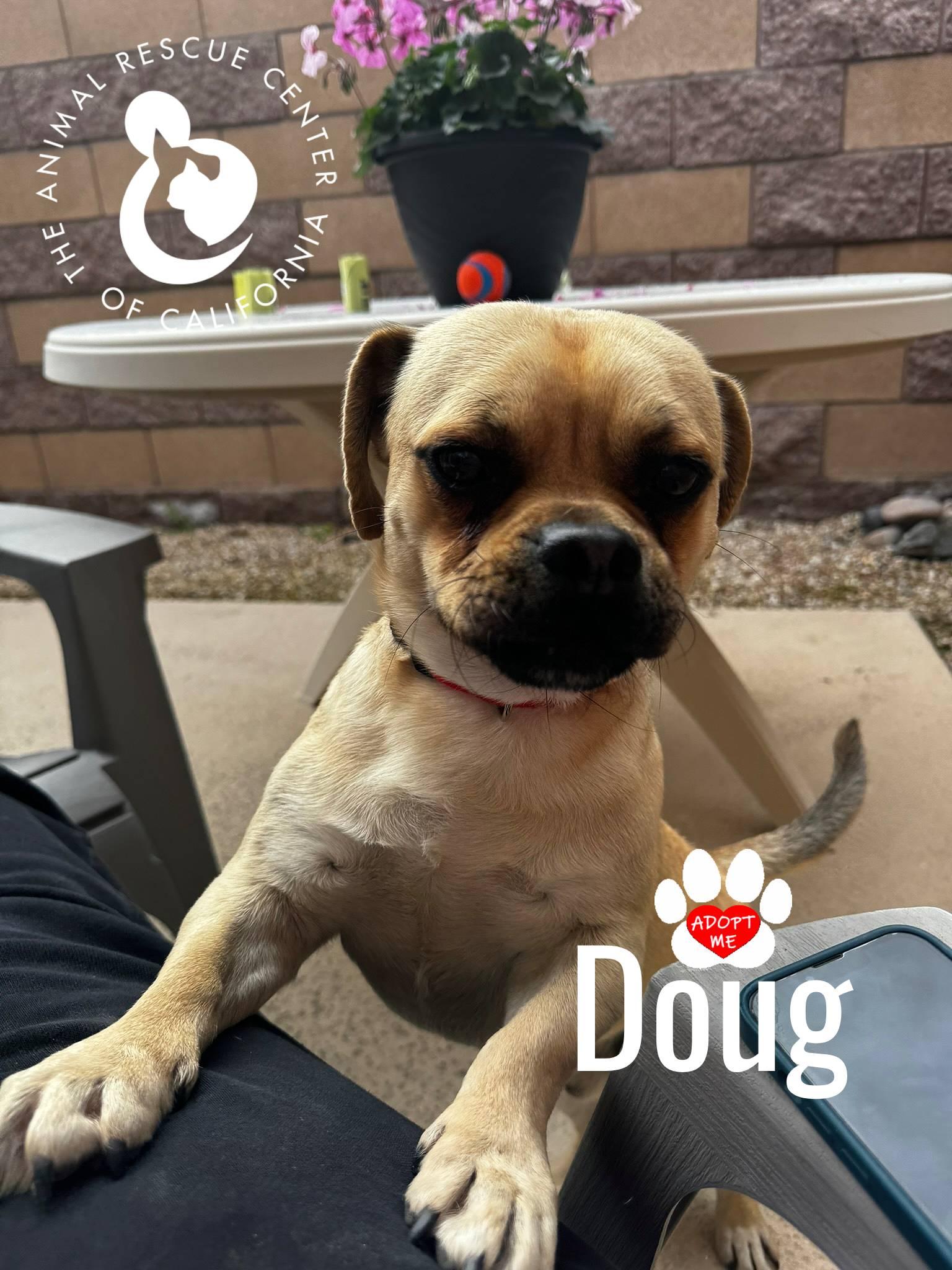 Doug, a Adoptable mixed breed in Coachella, CA image 3/6