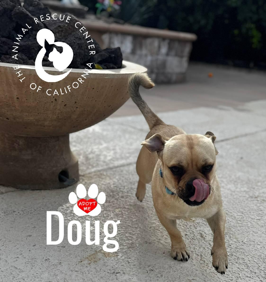 Doug, a Adoptable mixed breed in Coachella, CA image 4/6