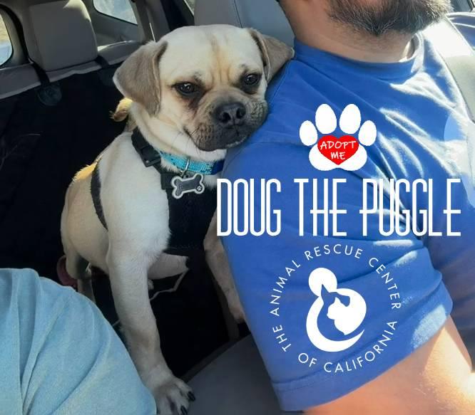 Enlarge Doug, an adopted Puggle in Coachella, CA image 2/5