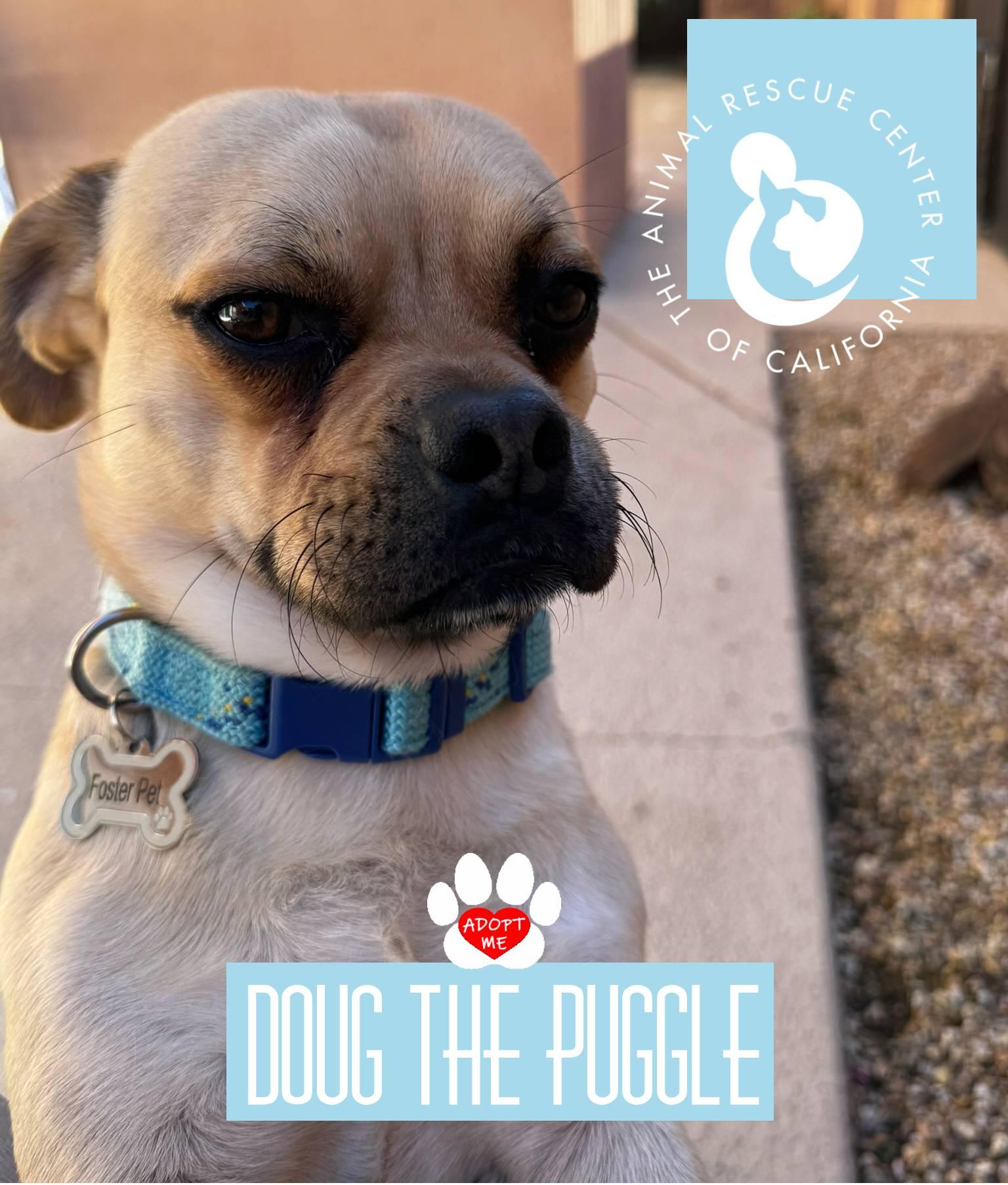 Enlarge Doug, an adopted Puggle in Coachella, CA image 3/5