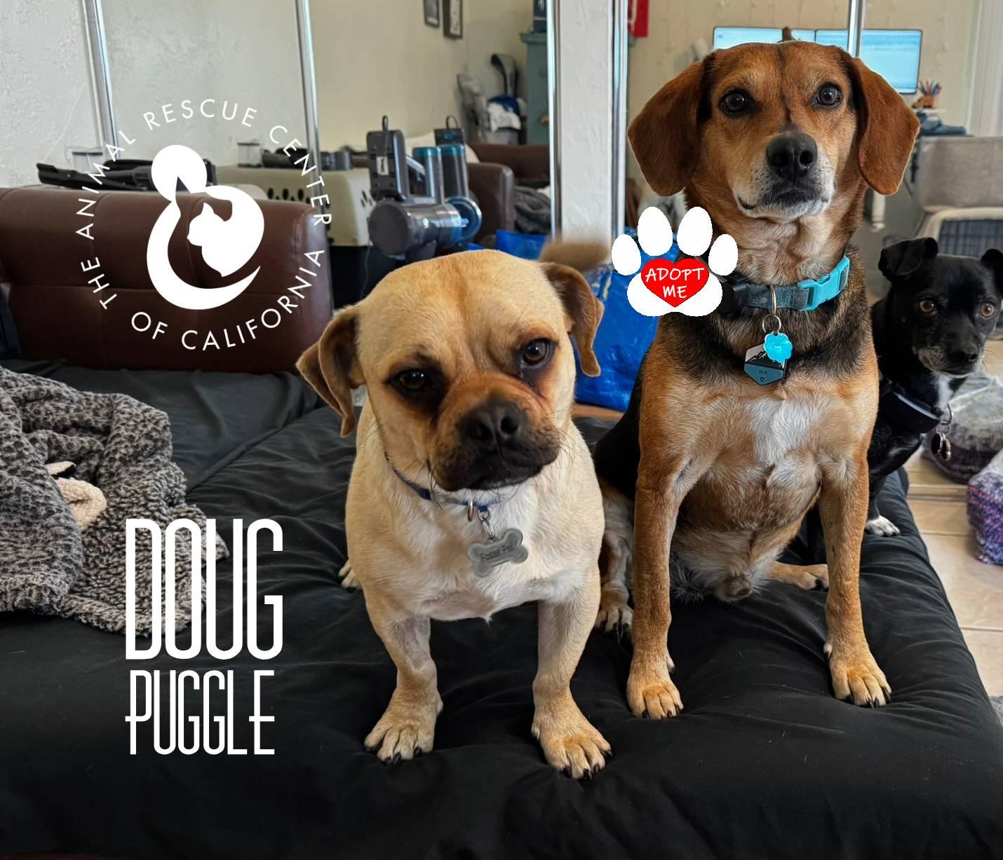 Enlarge Doug, an adopted Puggle in Coachella, CA image 4/5