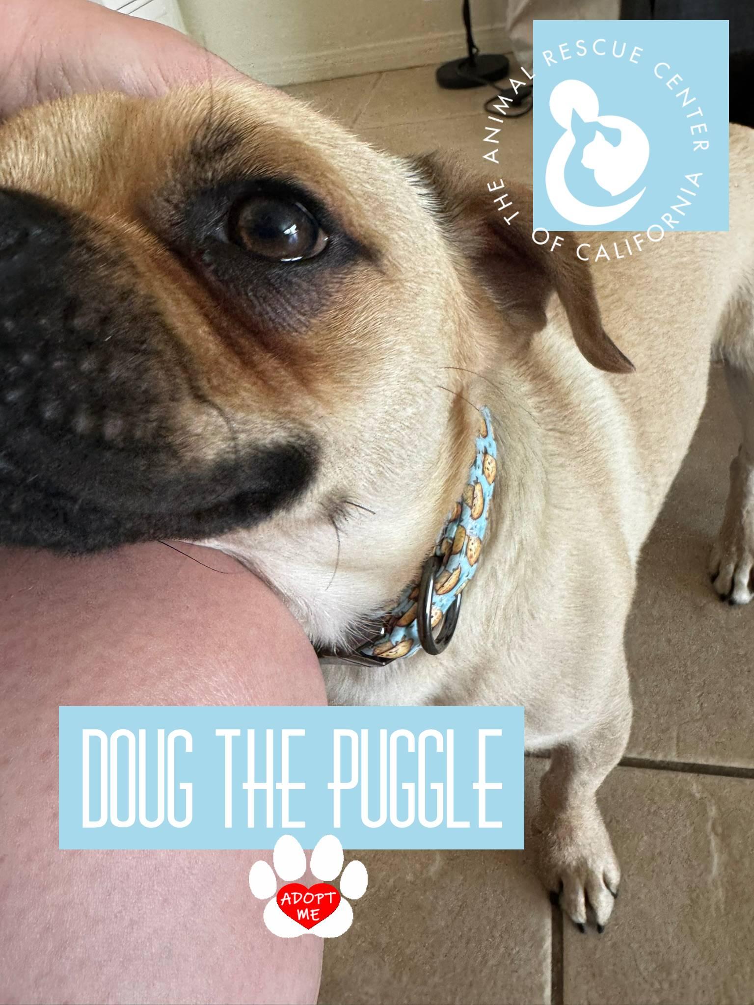Enlarge Doug, an adopted Puggle in Coachella, CA image 5/5