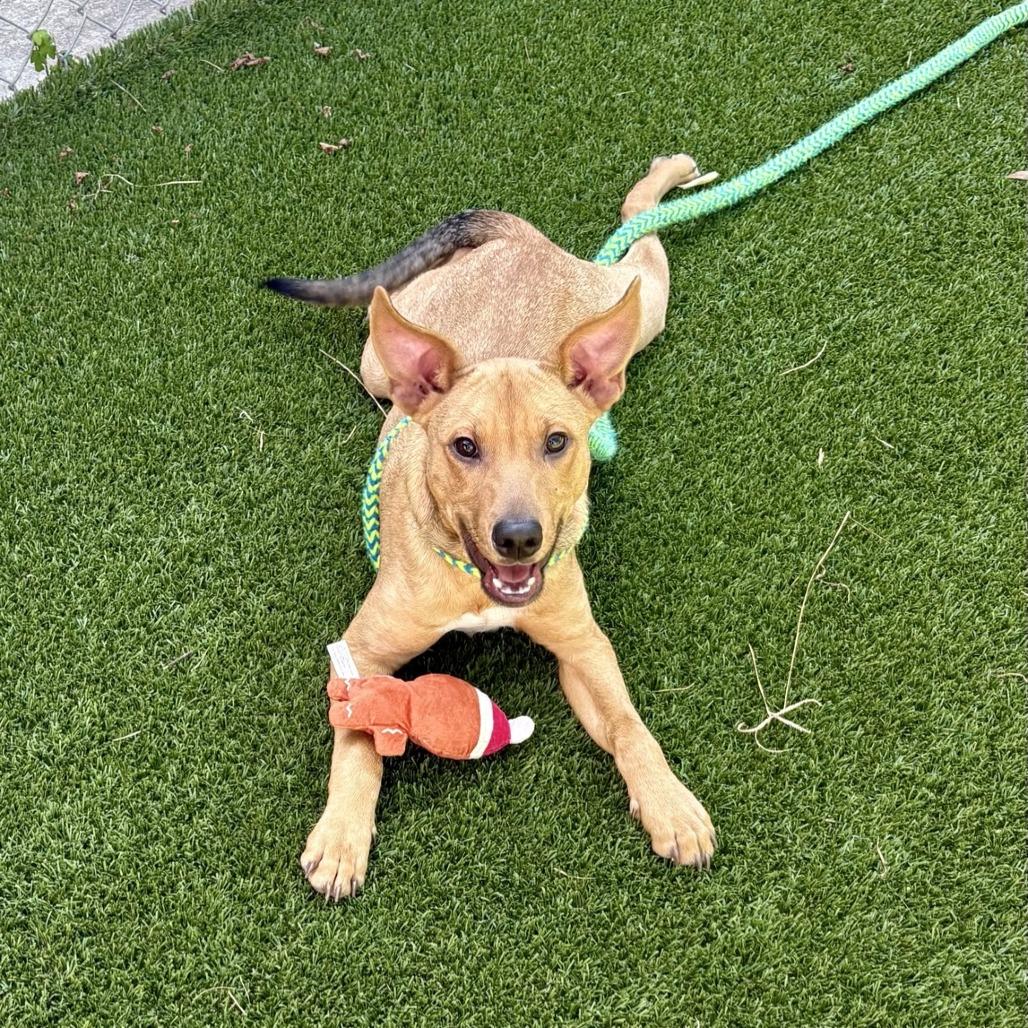 Pharaoh, Adoptable, Young Male Terrier.