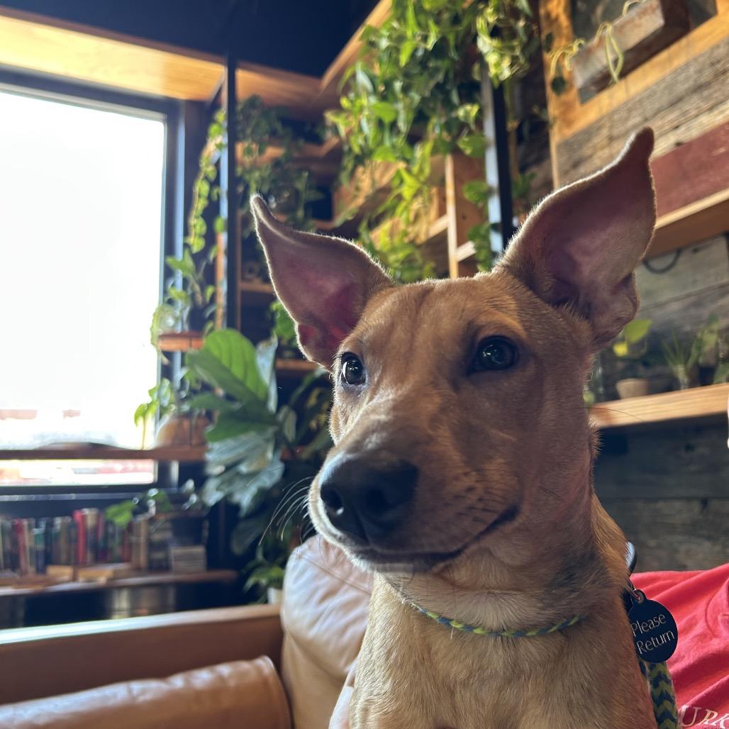 Enlarge Pharaoh, a Adoptable Terrier in Chattanooga, TN image 3/6