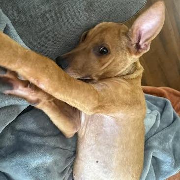 Enlarge Pharaoh, a Adoptable Terrier in Chattanooga, TN image 4/6