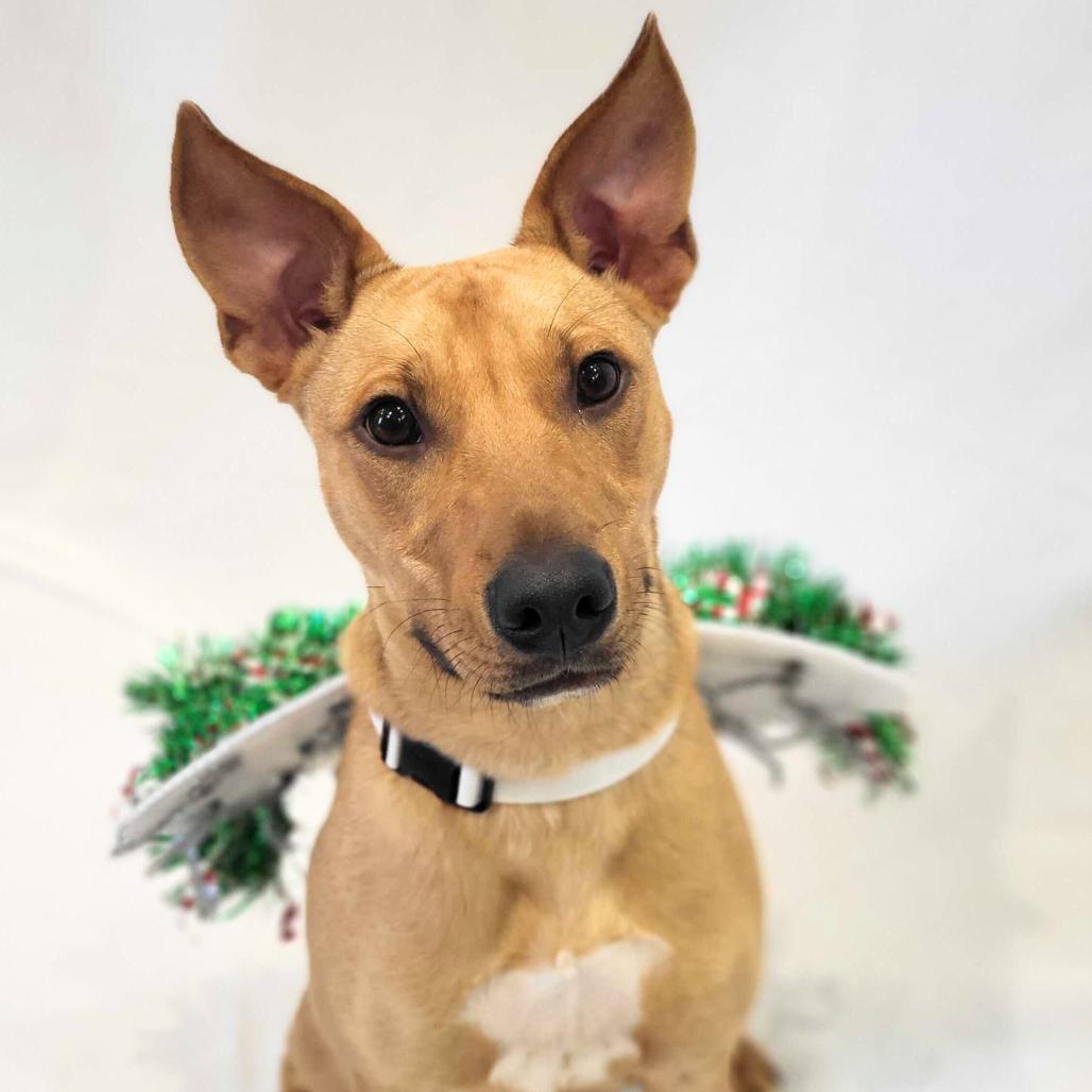 Enlarge Pharaoh, a Adoptable Terrier in Chattanooga, TN image 5/6