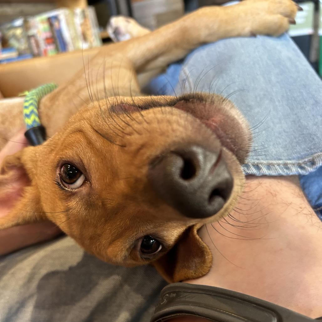 Enlarge Pharaoh, a Adoptable Terrier in Chattanooga, TN image 6/6