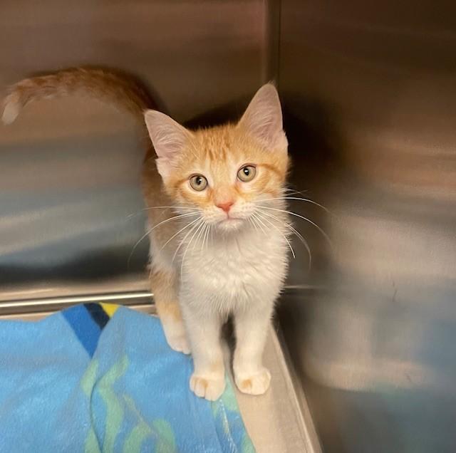 Enlarge Guuppie, an adopted Domestic Short Hair in Prudenville, MI image 1/1