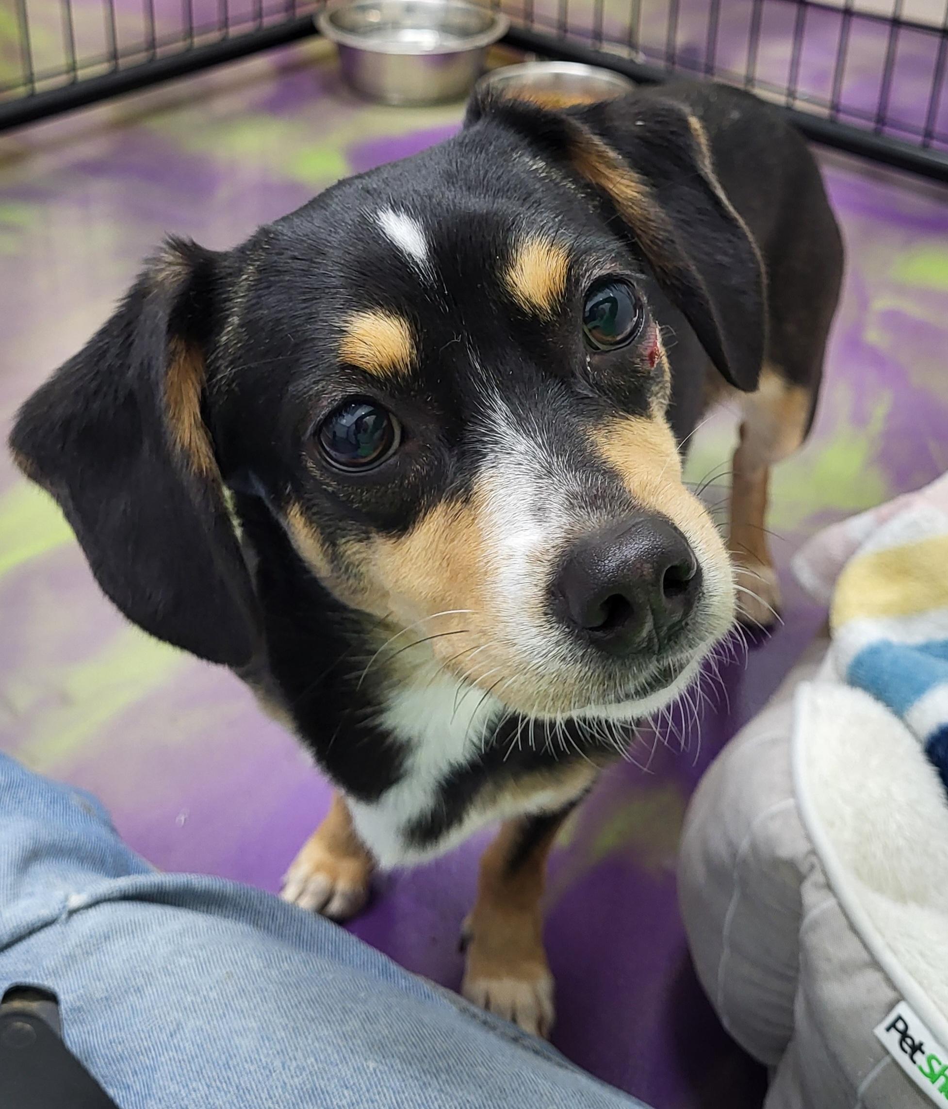 Jolene, Adoptable, Young Female Dachshund & Chihuahua.