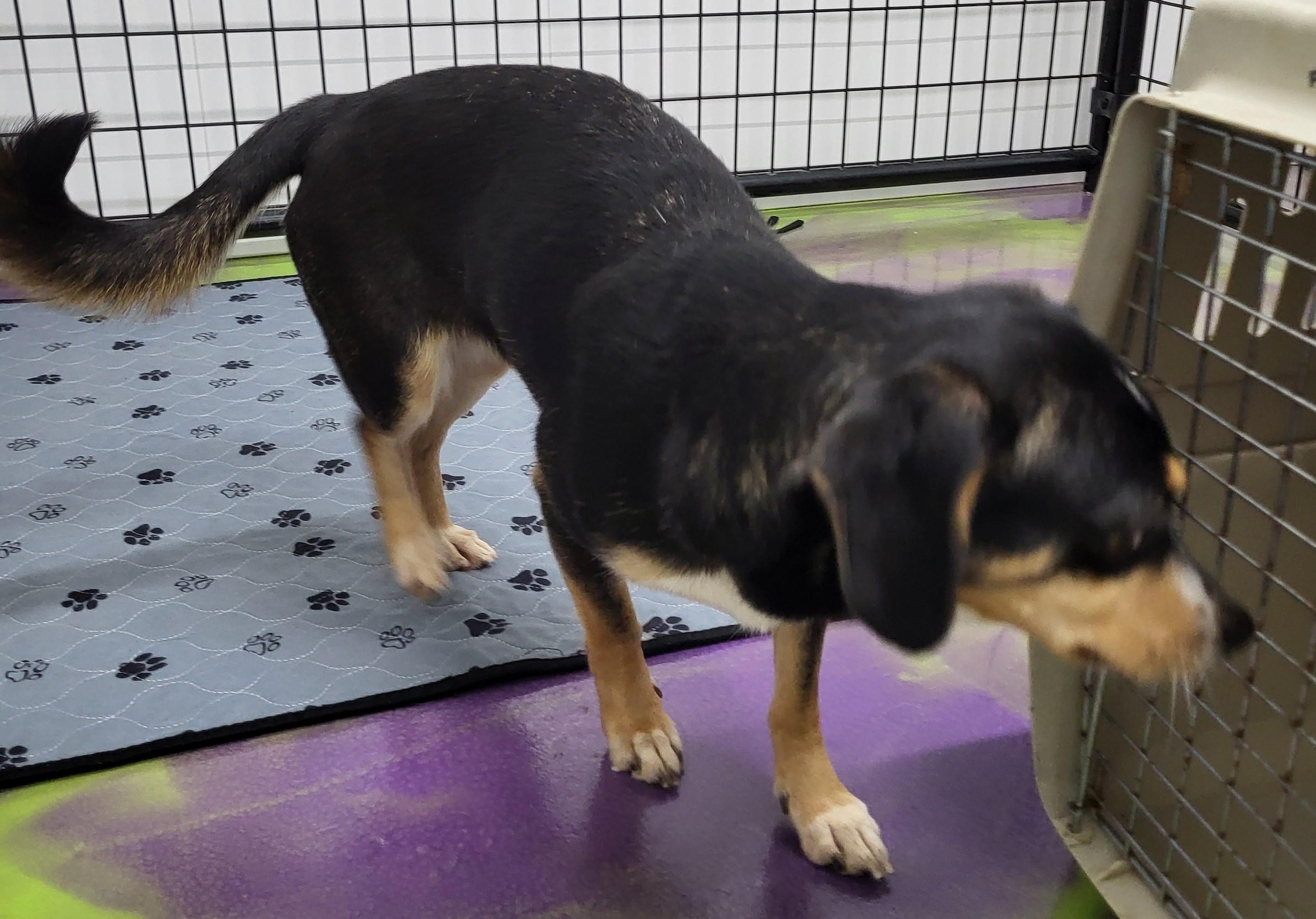 Enlarge Jolene, a Adoptable mixed breed in Anna, IL image 2/4