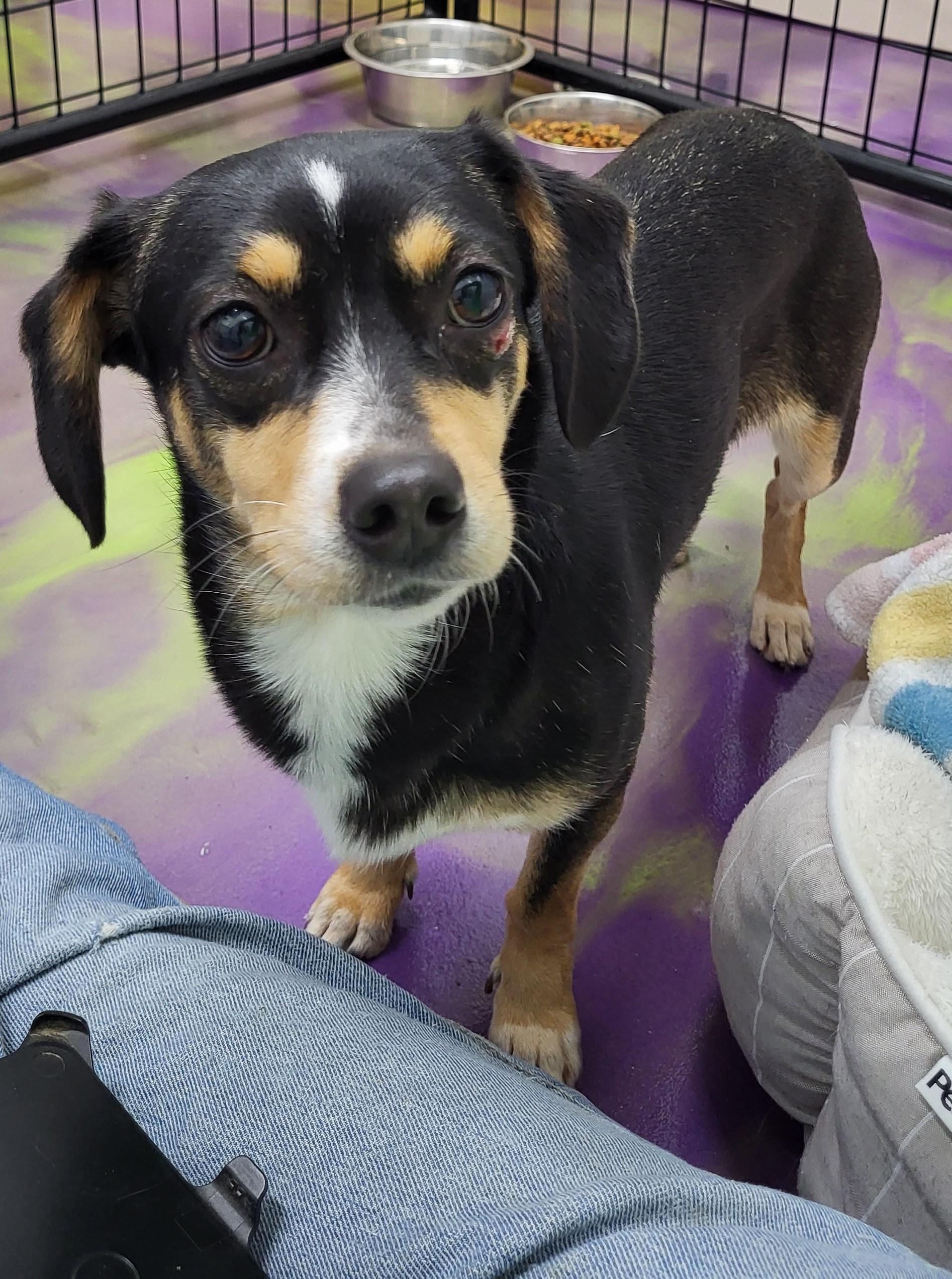 Enlarge Jolene, a Adoptable mixed breed in Anna, IL image 3/4