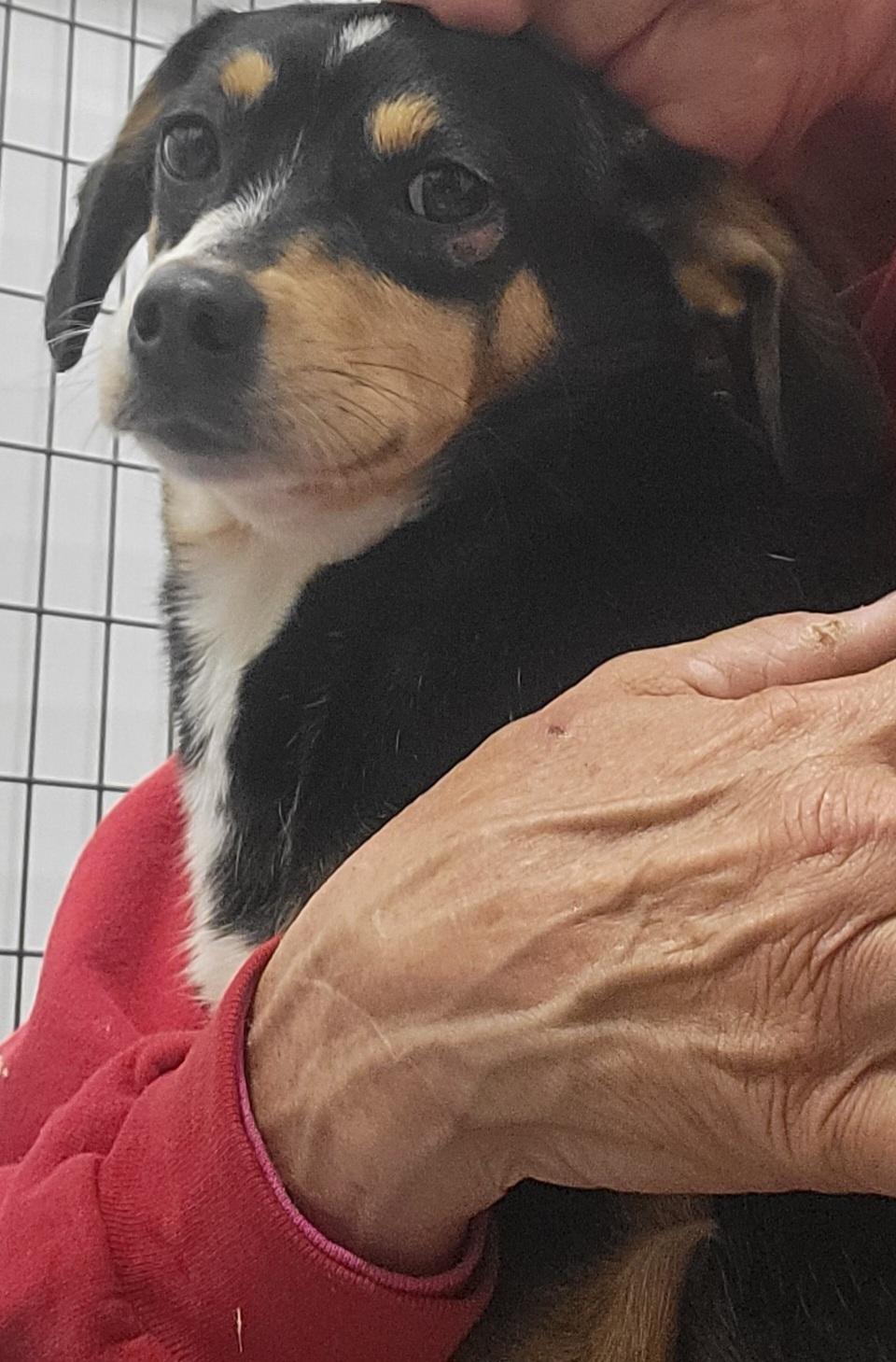 Enlarge Jolene, a Adoptable mixed breed in Anna, IL image 4/4