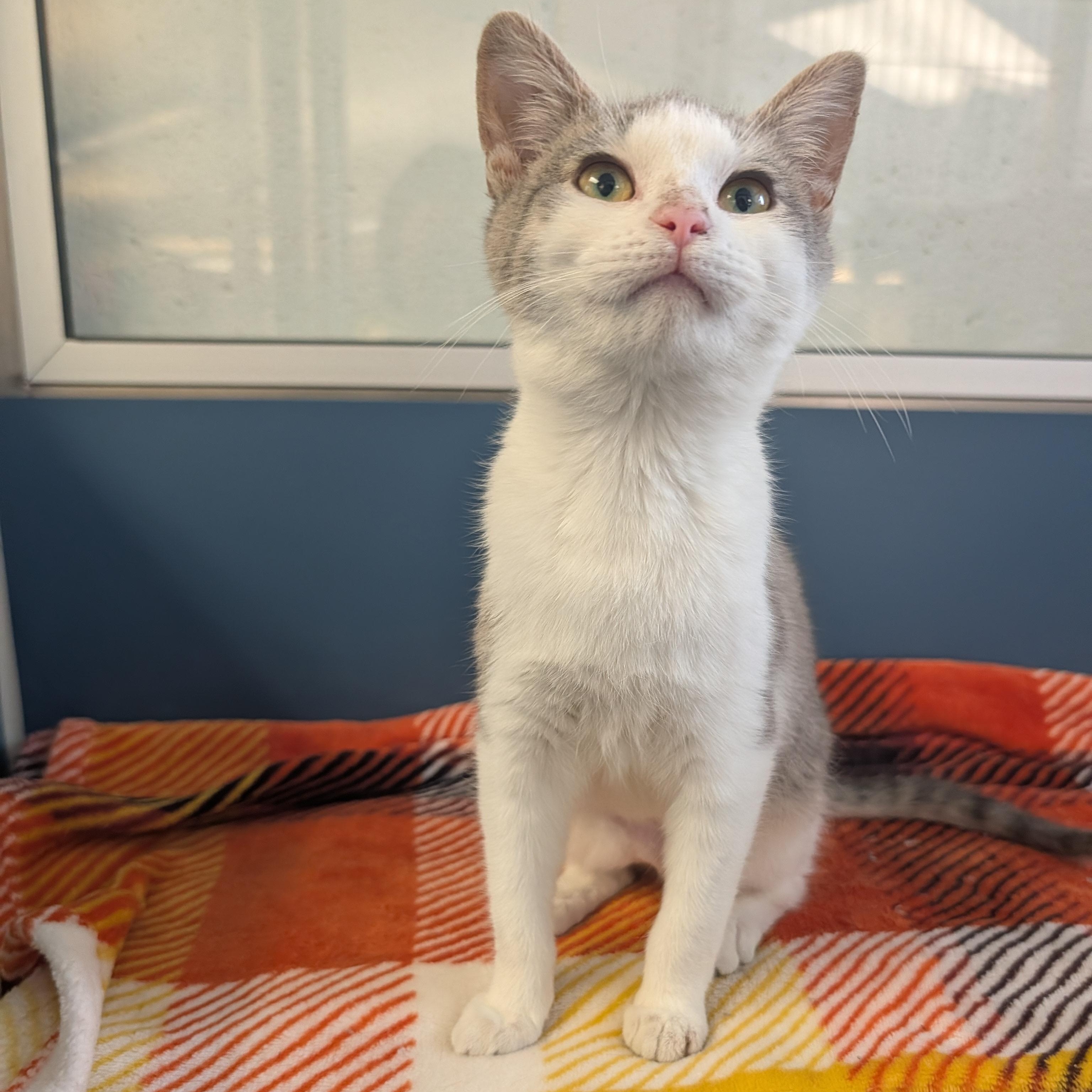 Paisley, an adopted mixed breed in Mount Pleasant, MI image 1/2