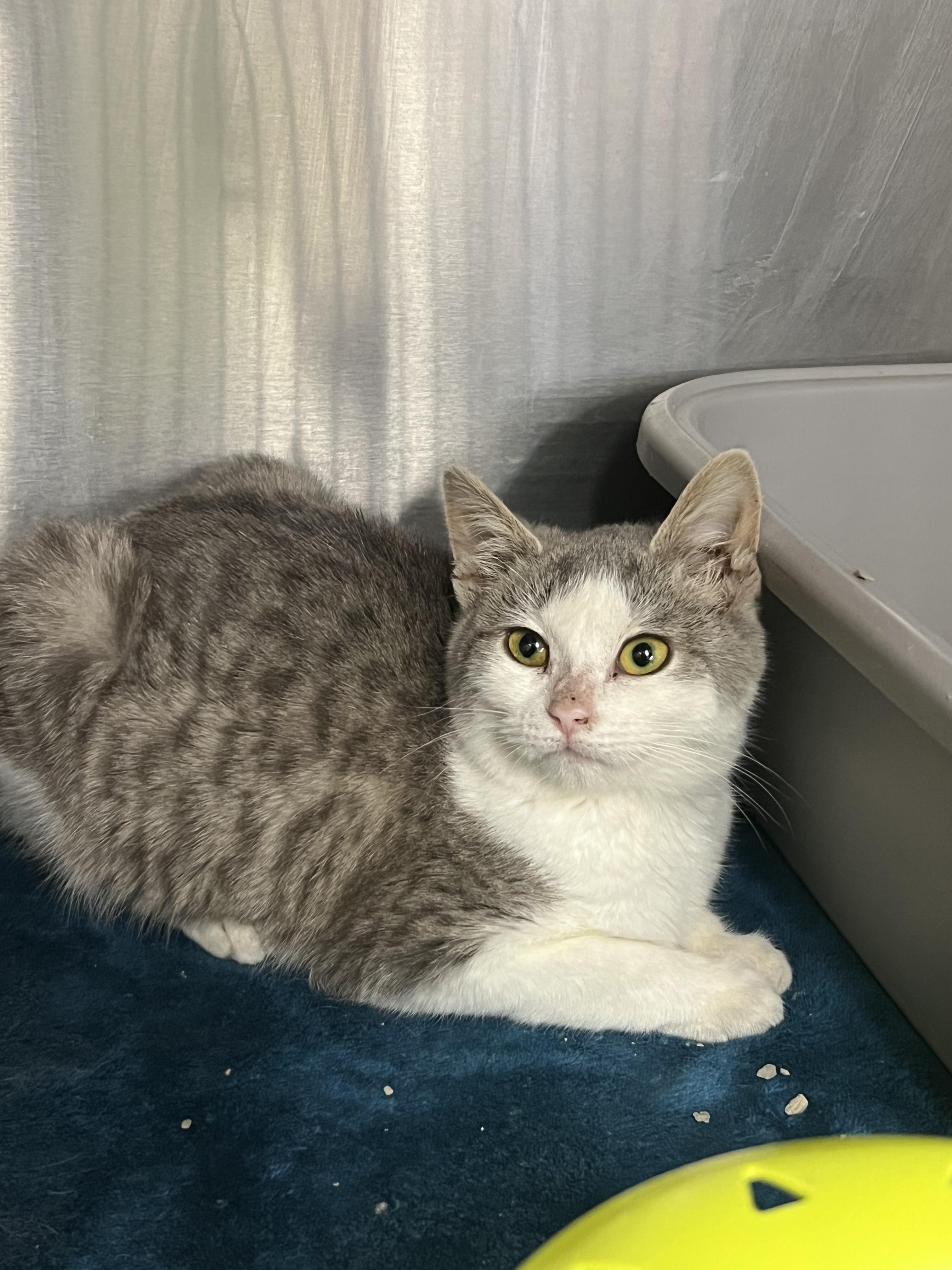 Paisley, an adopted mixed breed in Mount Pleasant, MI image 2/2