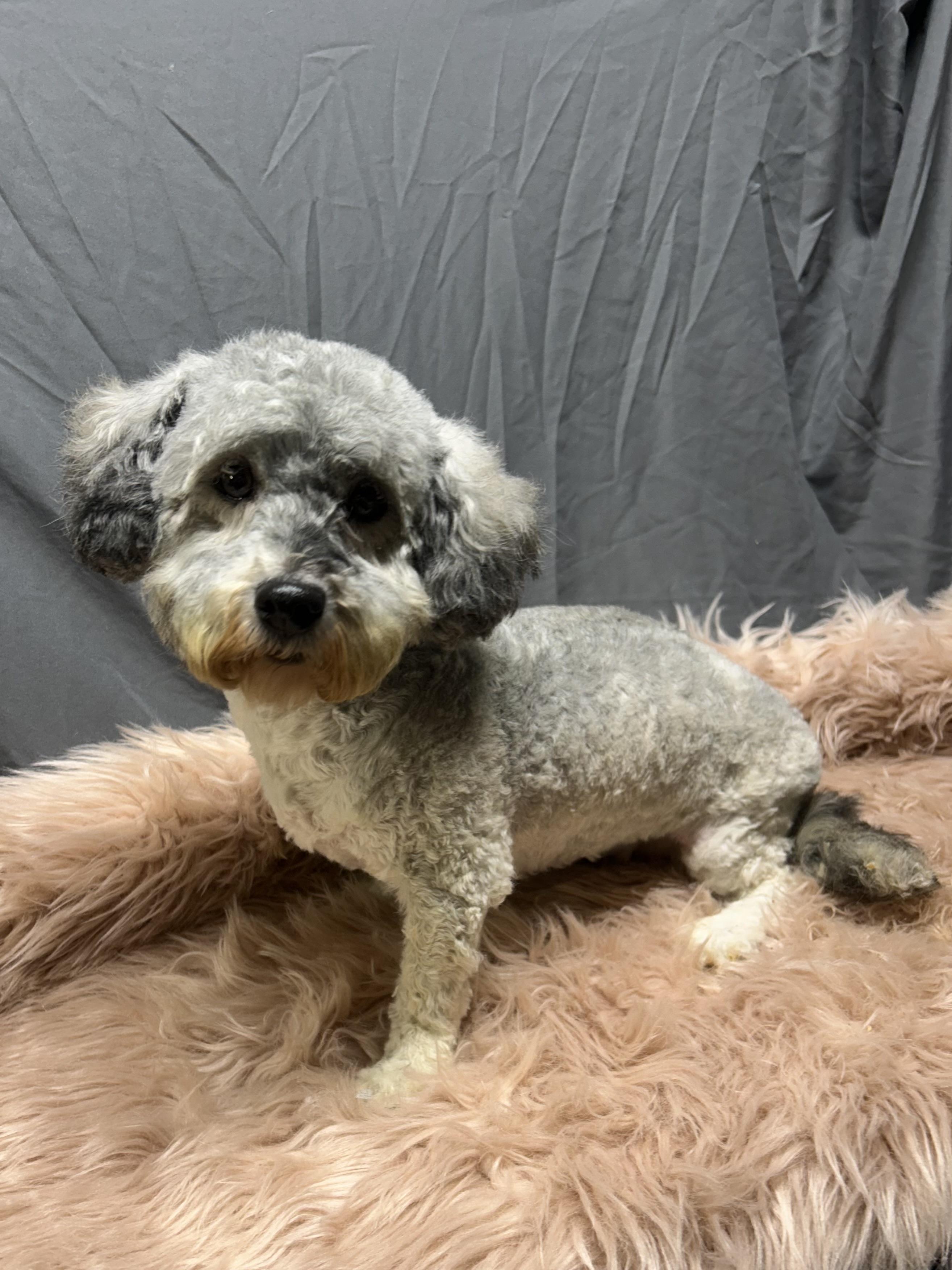 Enlarge ANNIE, a Adoptable Havanese in Rossford, OH image 4/6