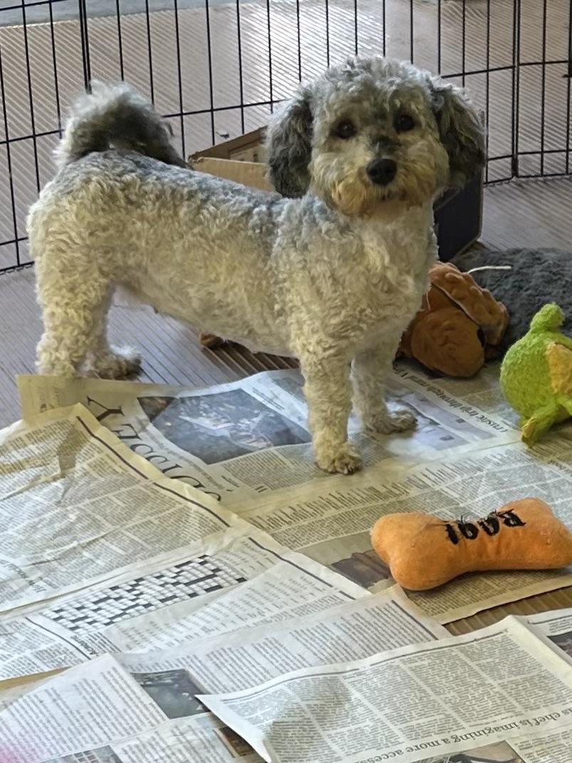 Enlarge ANNIE, a Adoptable Havanese in Rossford, OH image 1/6