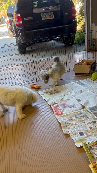 Enlarge ANNIE, a Adoptable Havanese in Rossford, OH video 6/6