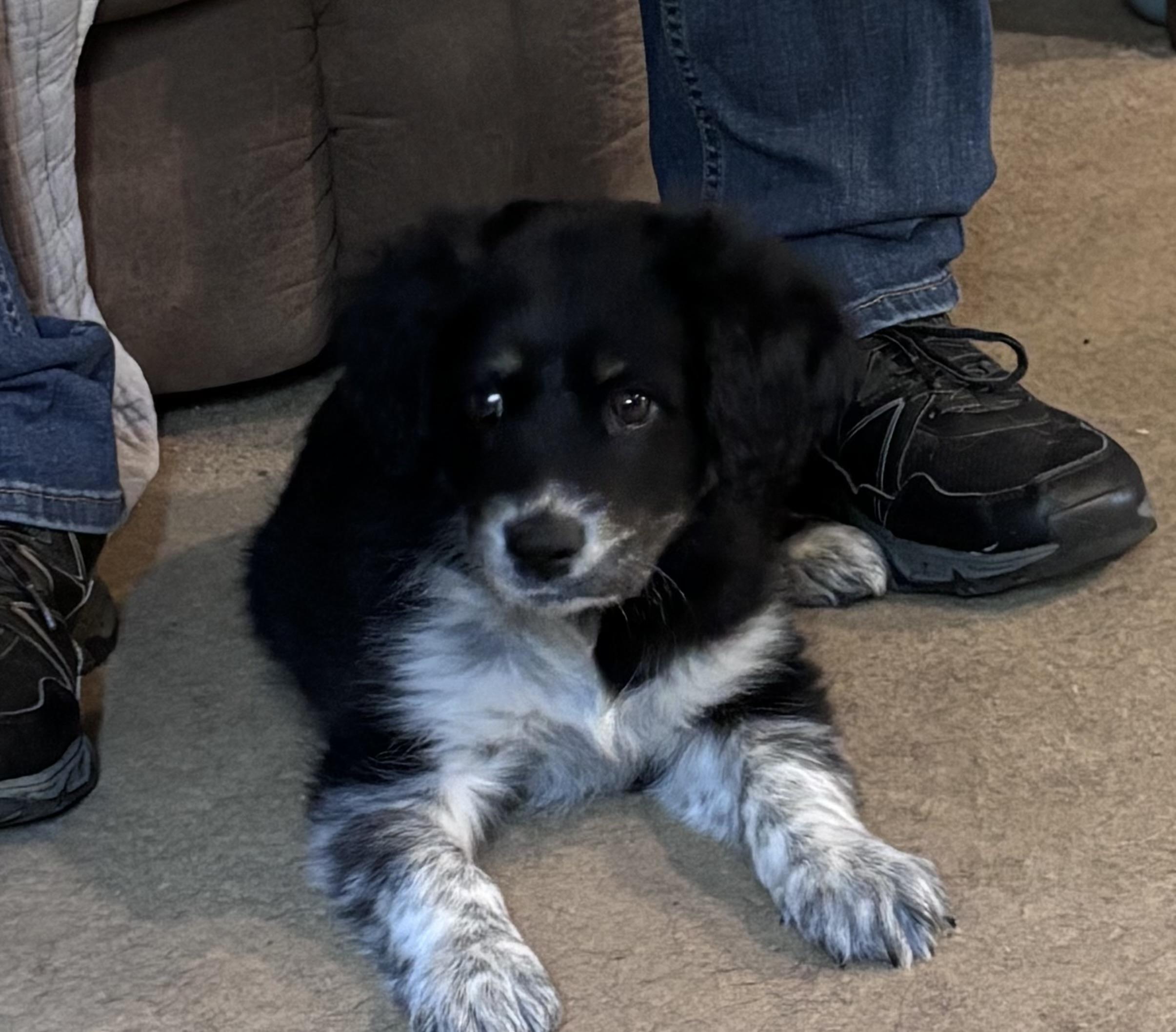 Enlarge Luma , an adopted mixed breed in Watertown, CT image 3/3