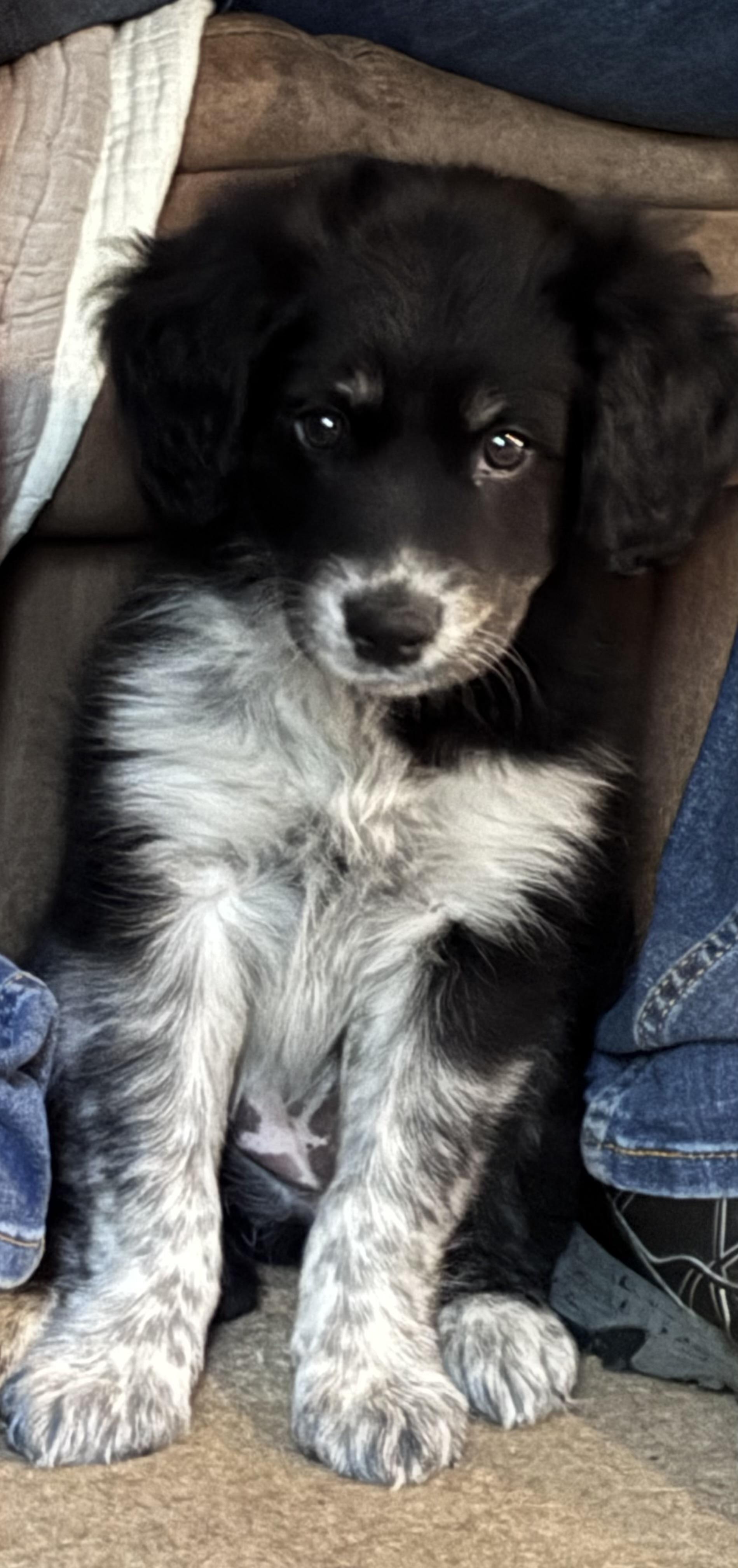 Enlarge Luma , an adopted mixed breed in Watertown, CT image 1/3