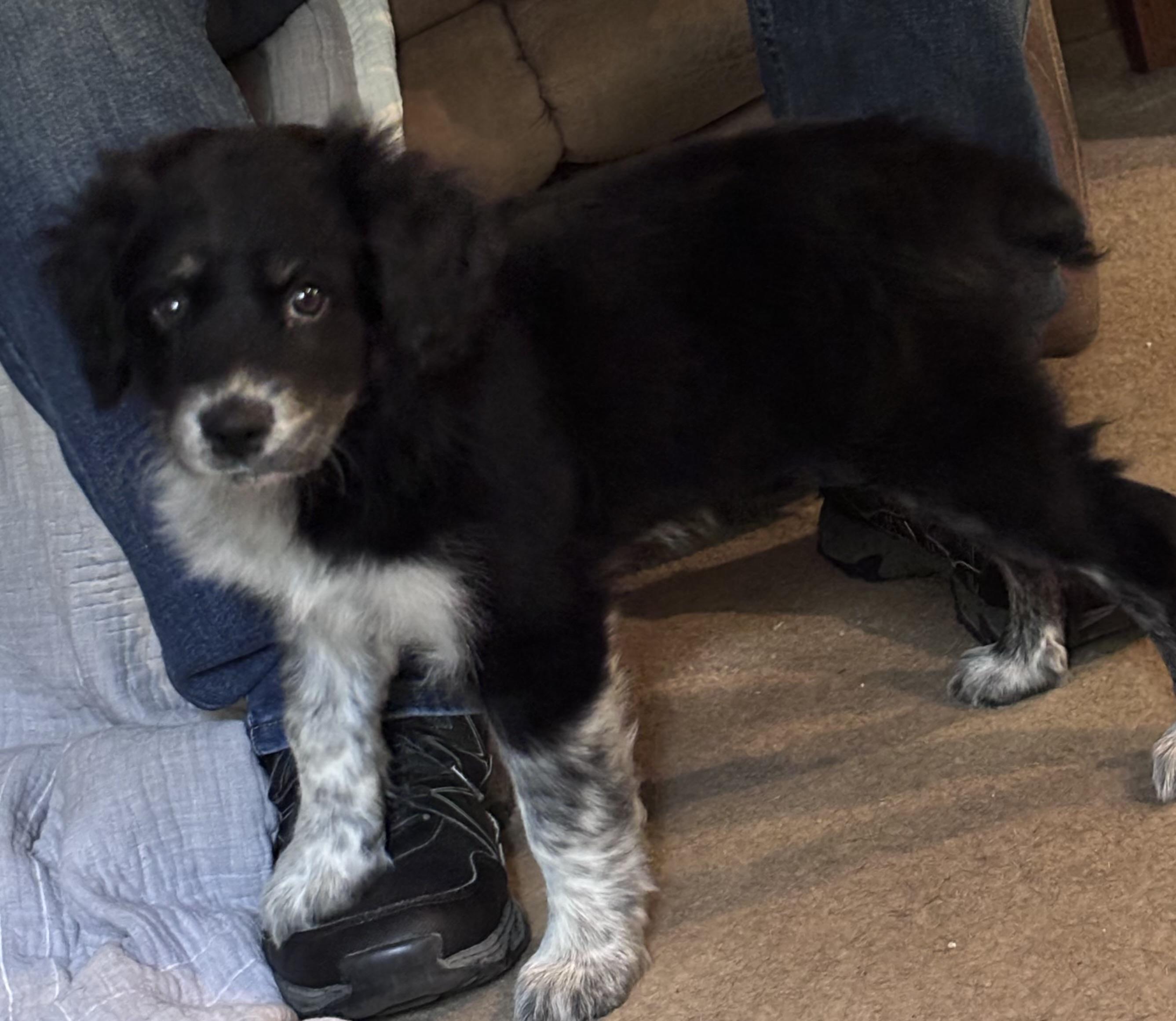 Enlarge Luma , an adopted mixed breed in Watertown, CT image 2/3