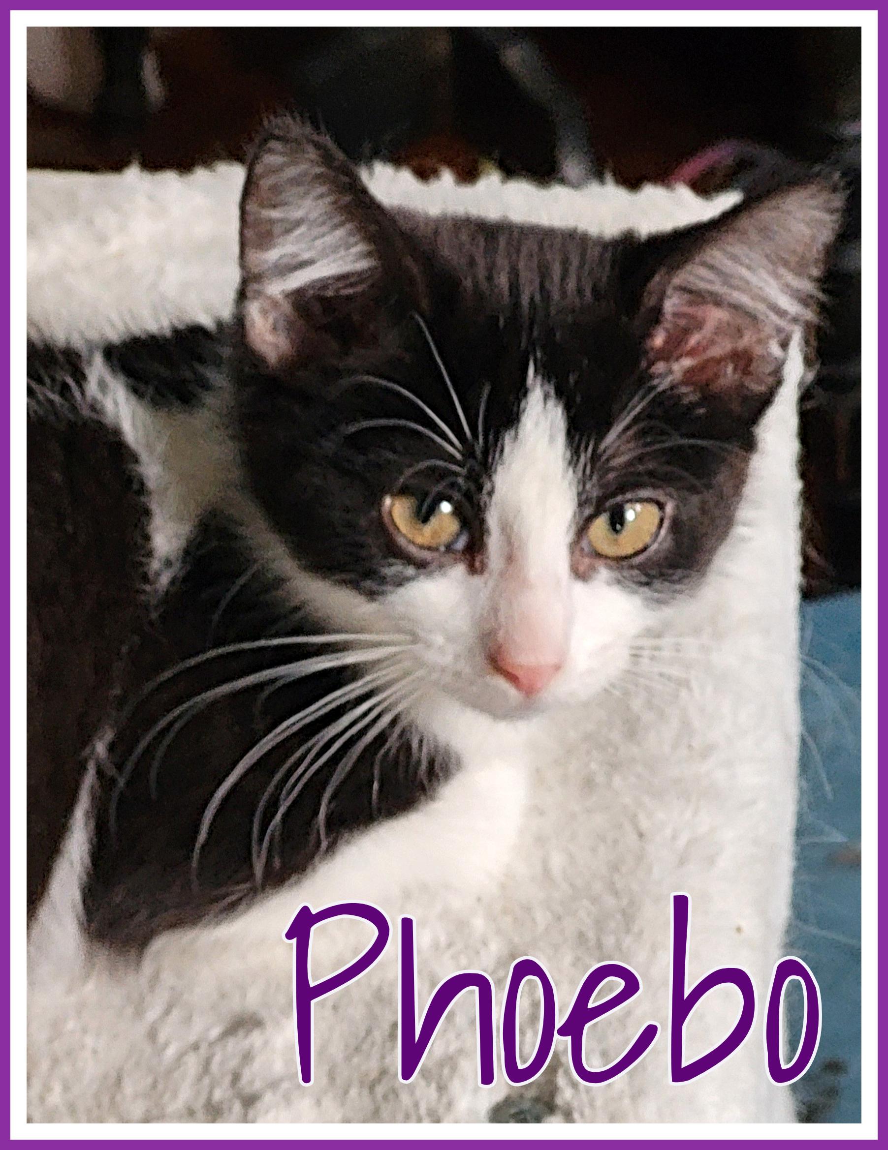 Enlarge Phoebo, a Adoptable Domestic Medium Hair in Valley City, ND image 3/5