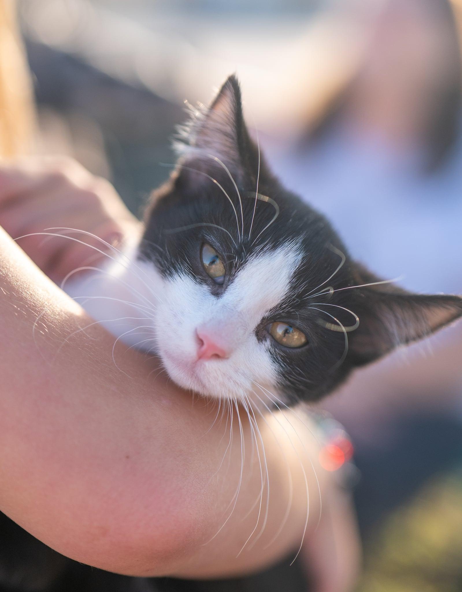 Enlarge Phoebo, a Adoptable Domestic Medium Hair in Valley City, ND image 1/5