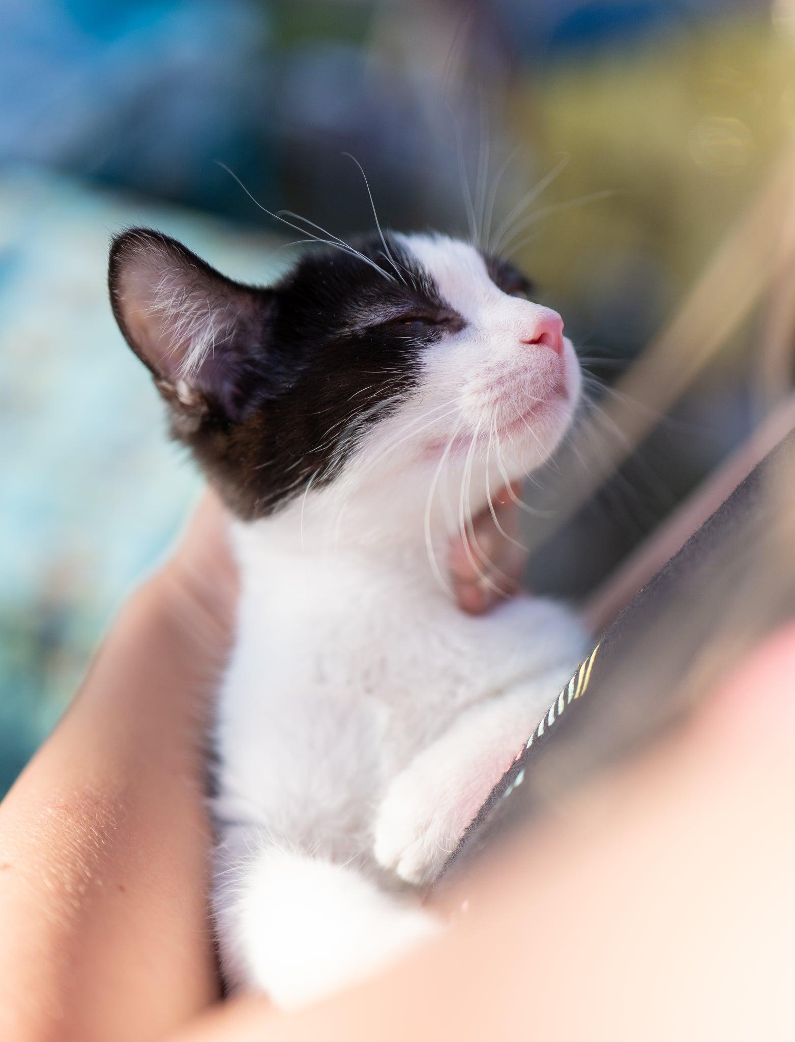 Enlarge Phoebo, a Adoptable Domestic Medium Hair in Valley City, ND image 2/5