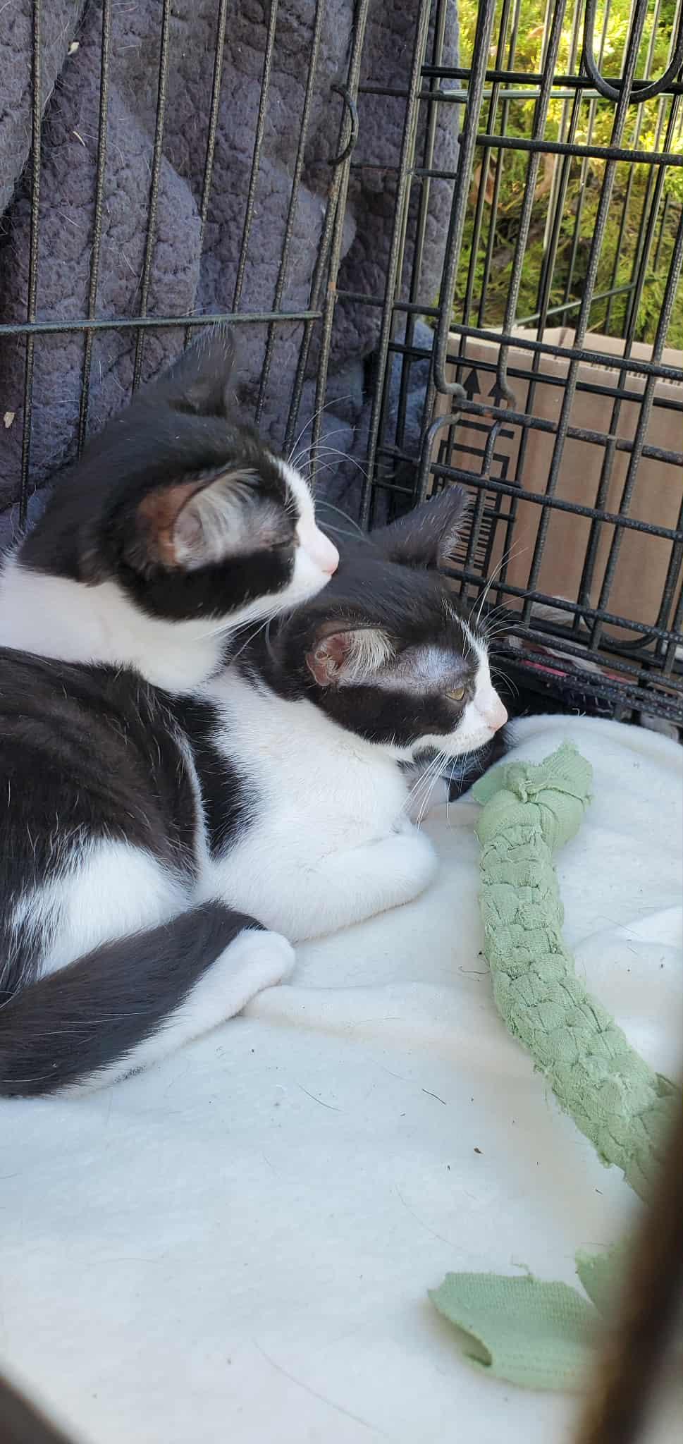 Enlarge Phoebo, a Adoptable Domestic Medium Hair in Valley City, ND image 4/5