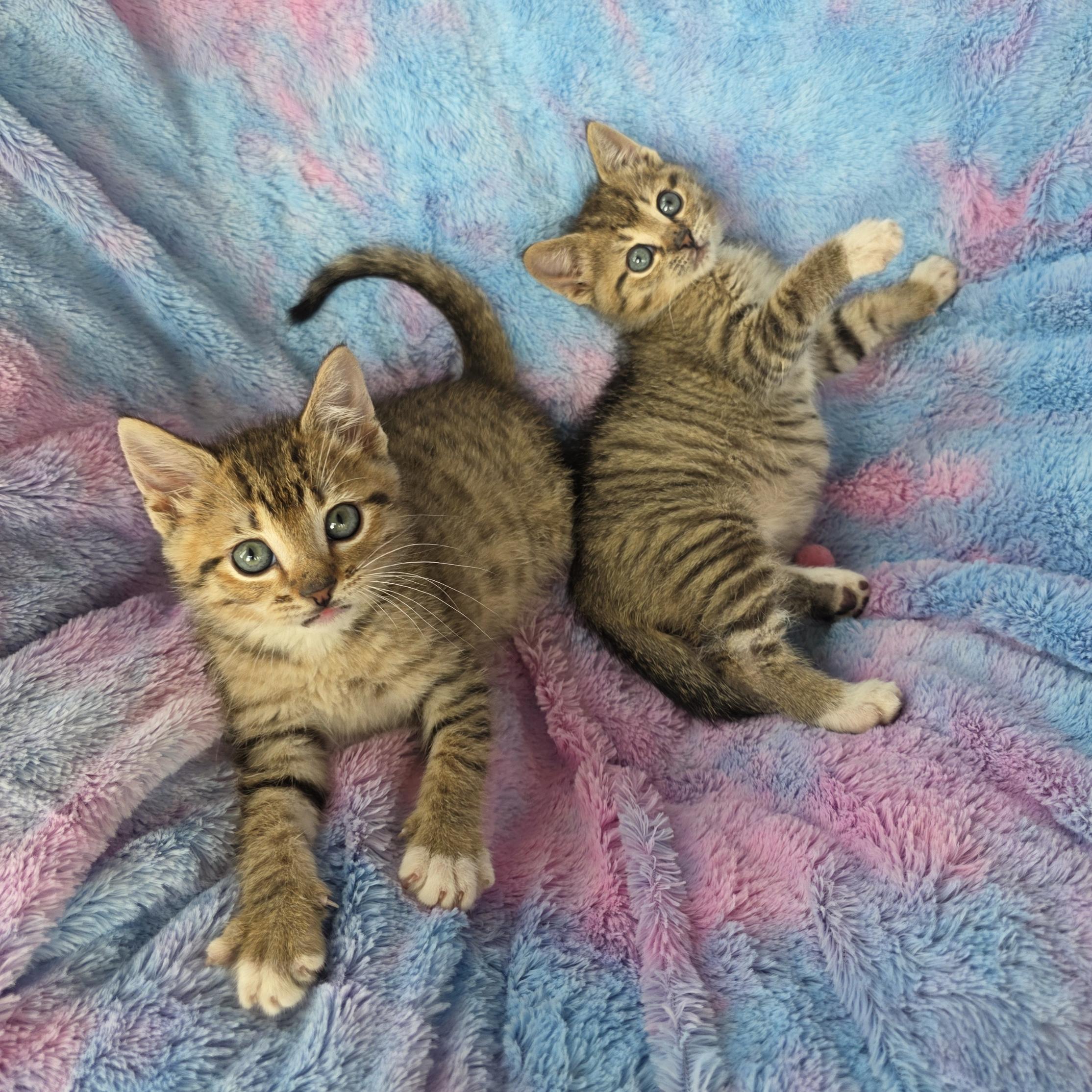 Potato, an adopted mixed breed in Atlanta, GA image 5/6