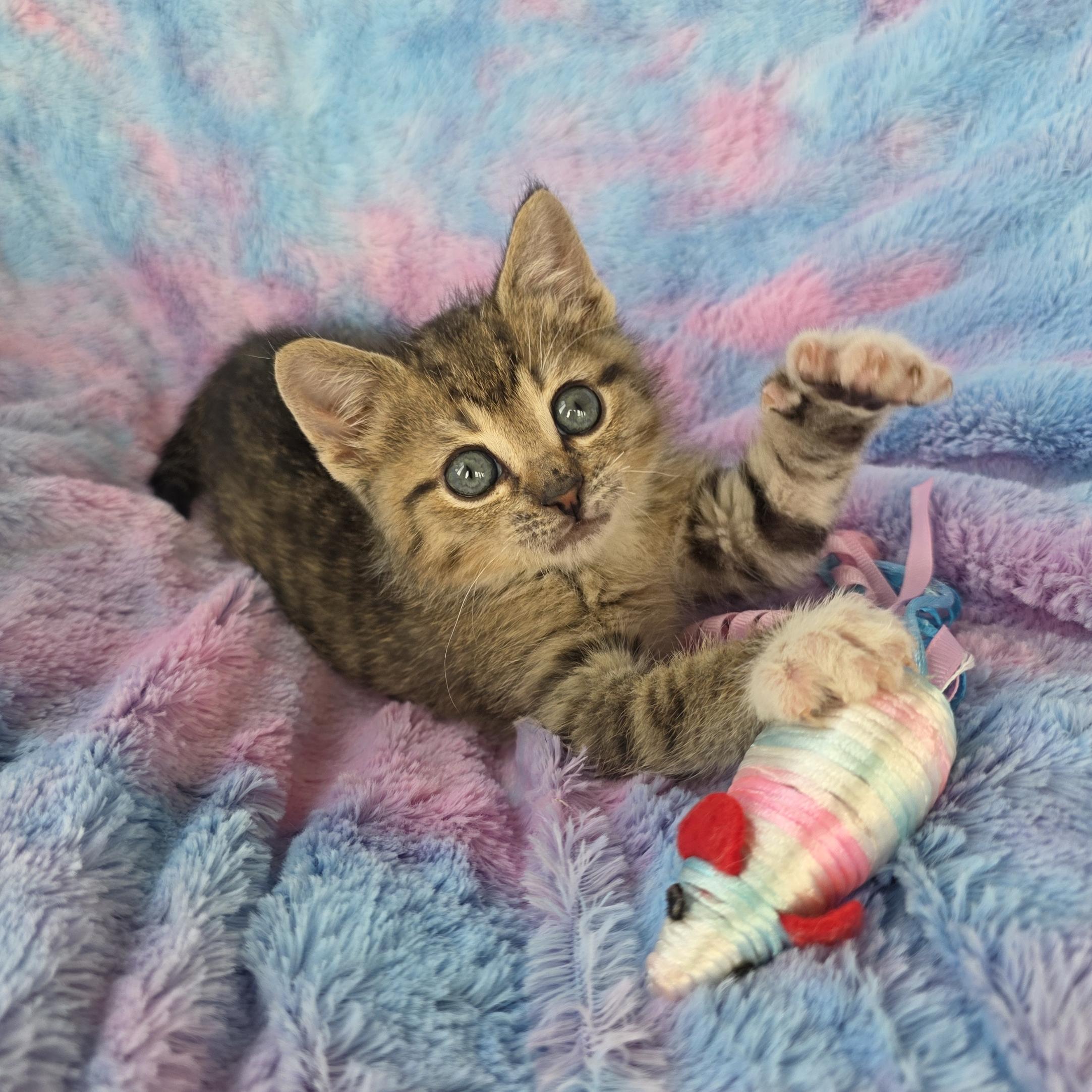 Potato, an adopted mixed breed in Atlanta, GA image 6/6