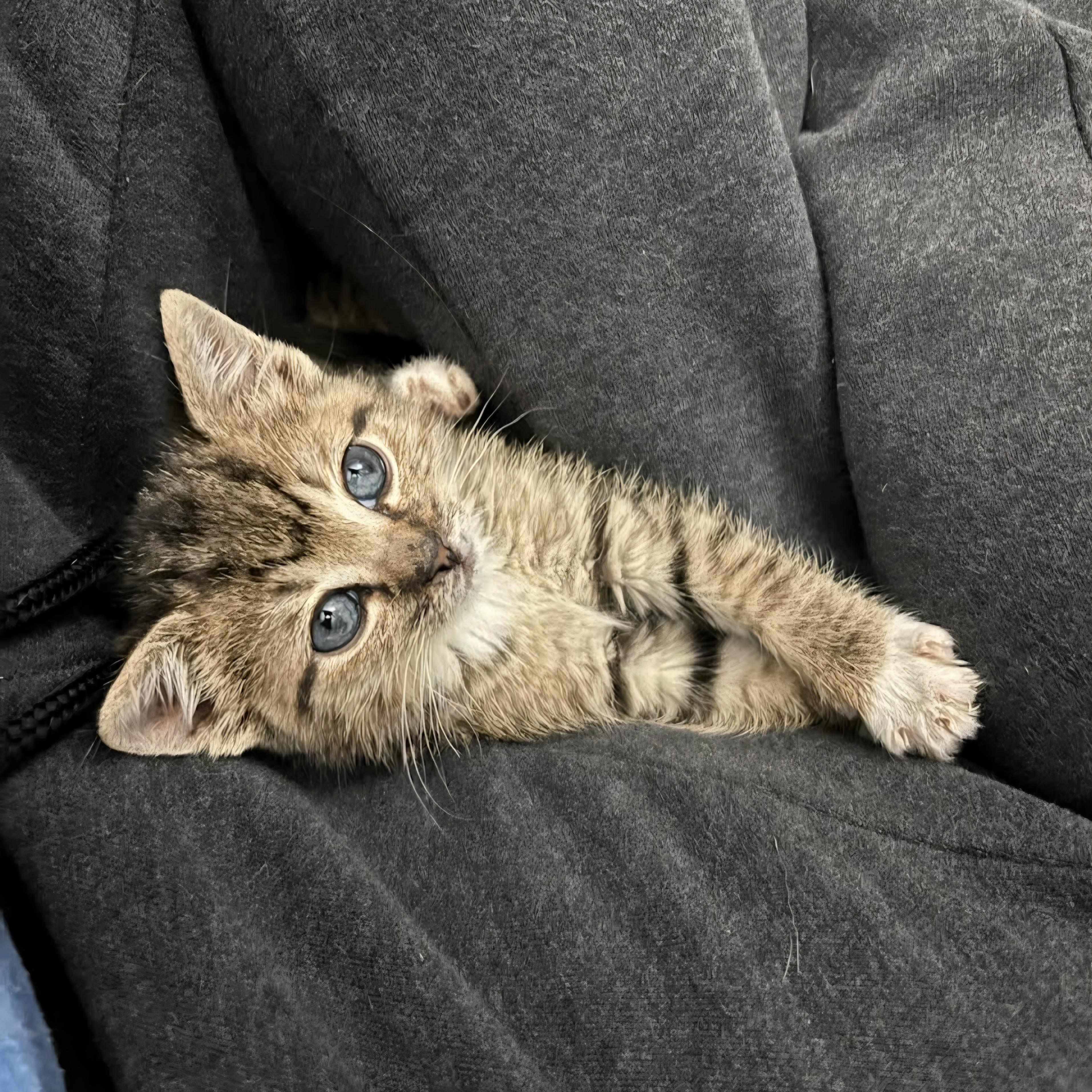 Potato, an adopted mixed breed in Atlanta, GA image 1/6