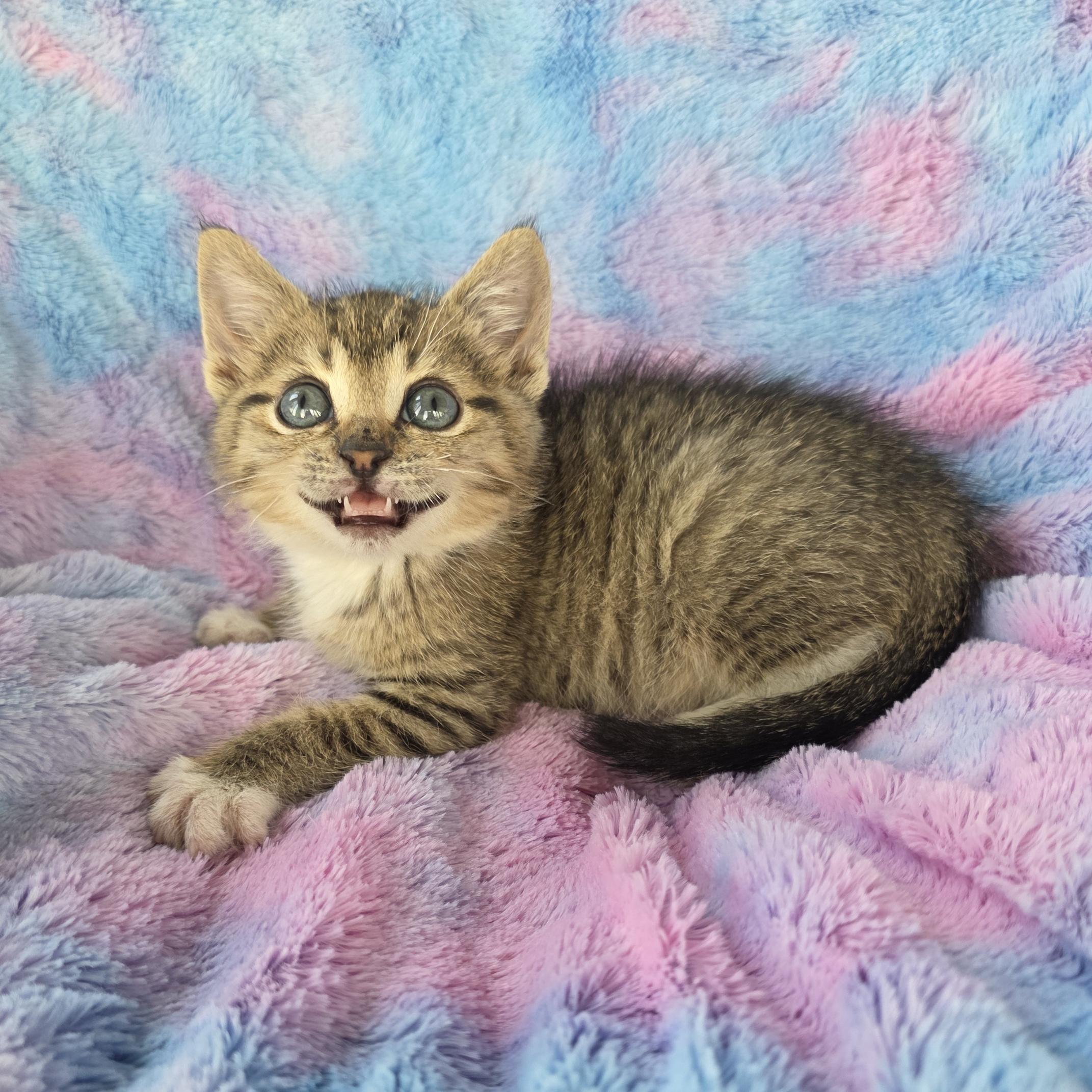 Potato, an adopted mixed breed in Atlanta, GA image 2/6