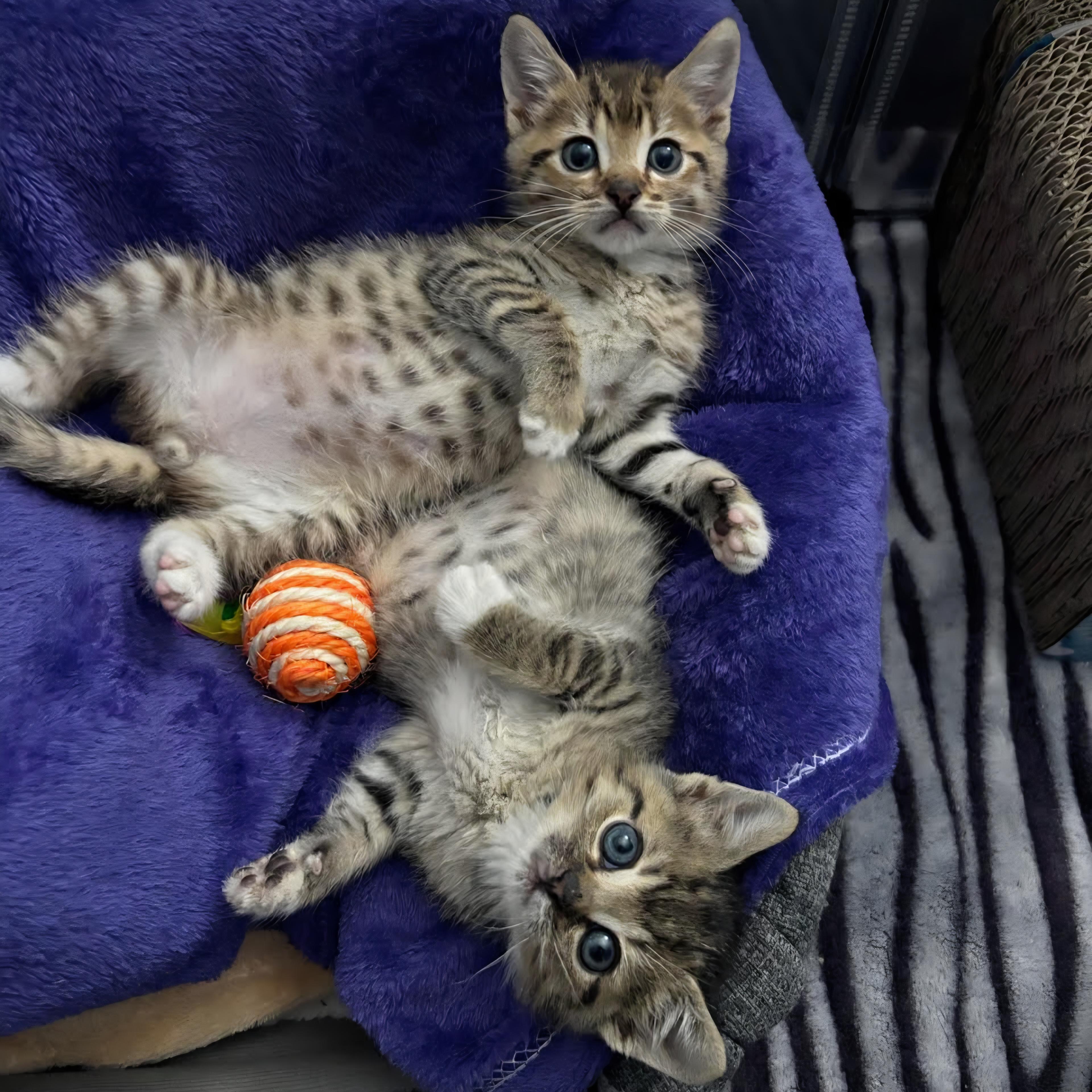 Potato, an adopted mixed breed in Atlanta, GA image 3/6