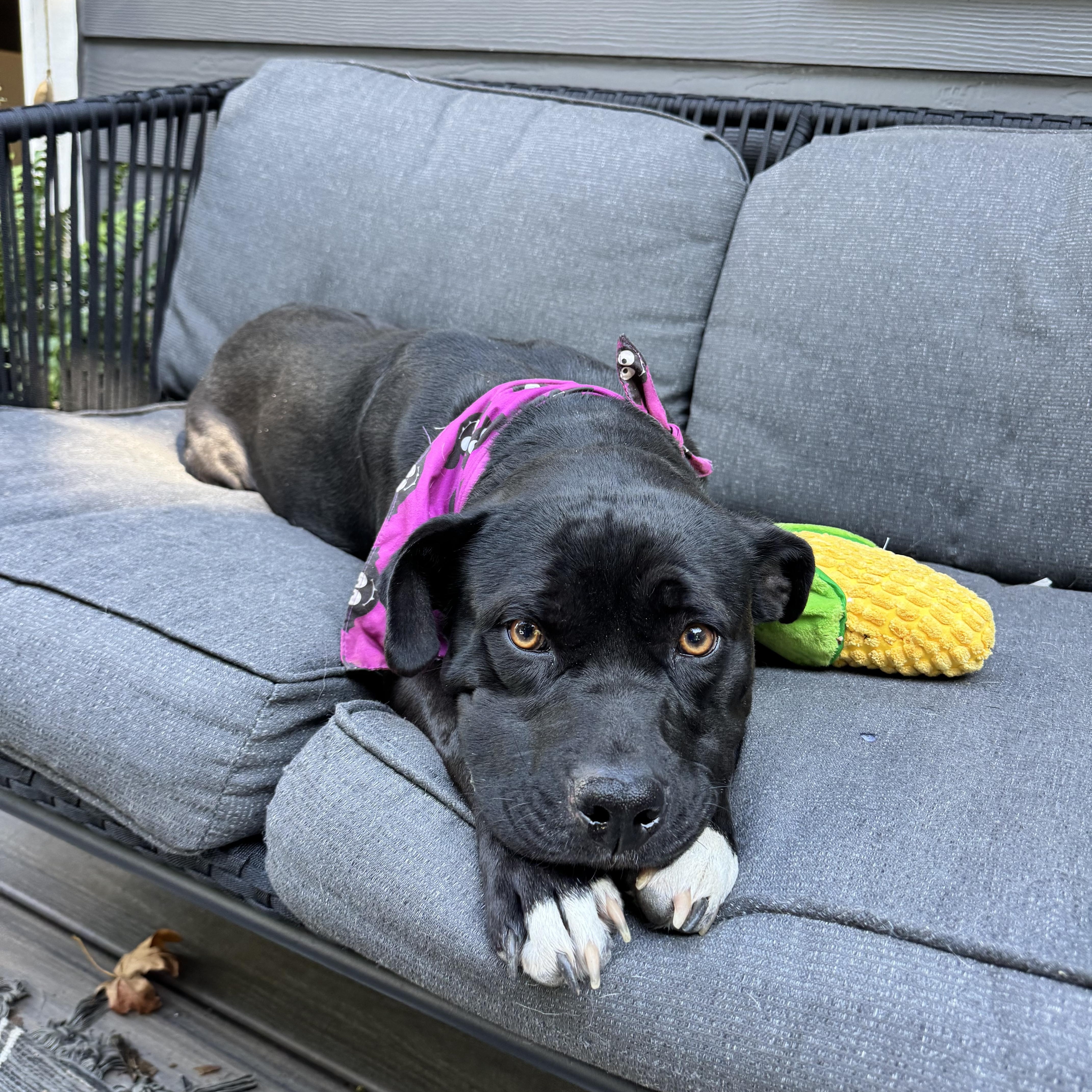 Enlarge Luna, a Adoptable mixed breed in Auburn, WA image 6/6