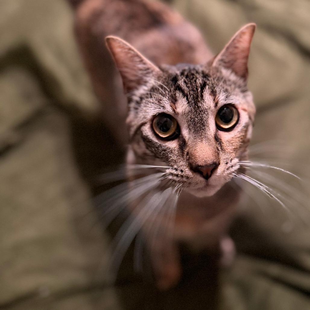 Enlarge Colette, a Adoptable Domestic Short Hair in Brea, CA image 1/6