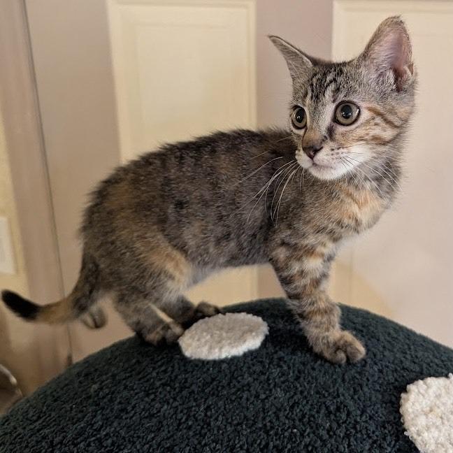 Enlarge Colette, a Adoptable Domestic Short Hair in Brea, CA image 2/6