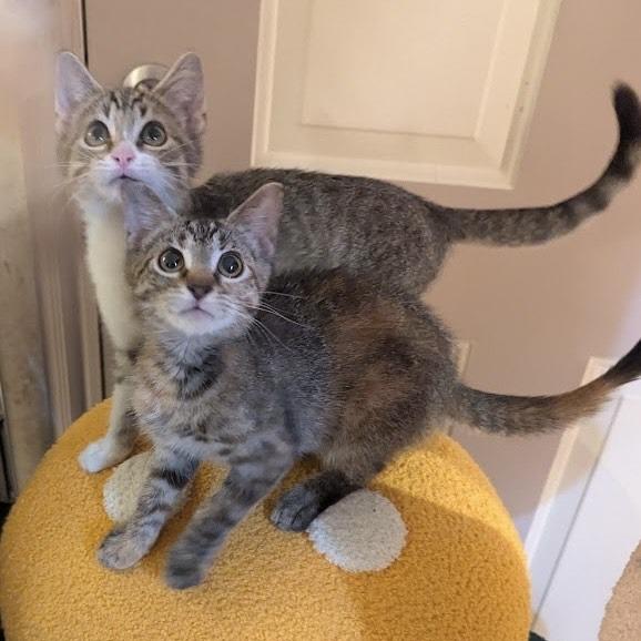 Enlarge Colette, a Adoptable Domestic Short Hair in Brea, CA image 3/6