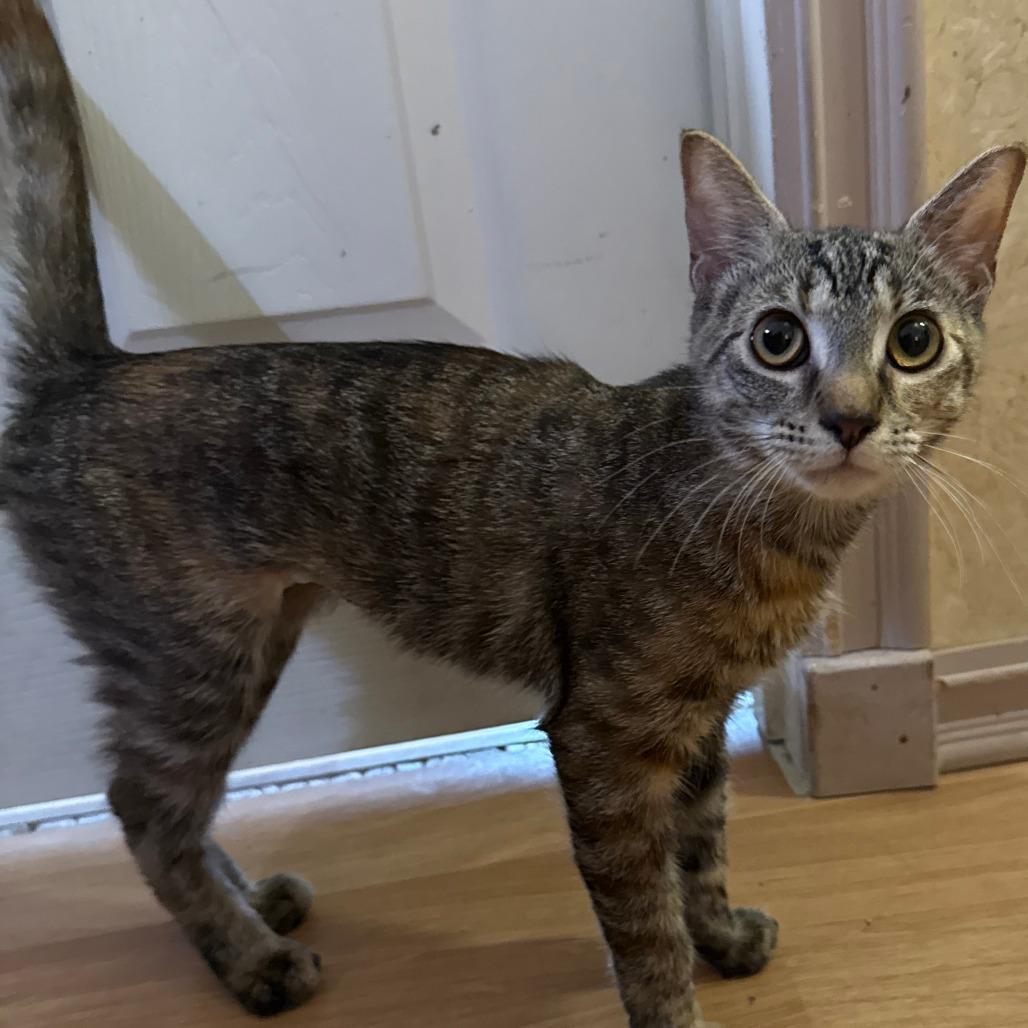 Enlarge Colette, a Adoptable Domestic Short Hair in Brea, CA image 4/6