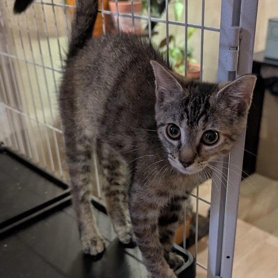 Enlarge Colette, a Adoptable Domestic Short Hair in Brea, CA image 5/6