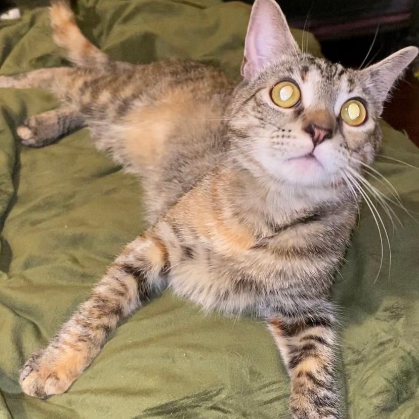 Enlarge Colette, a Adoptable Domestic Short Hair in Brea, CA image 6/6