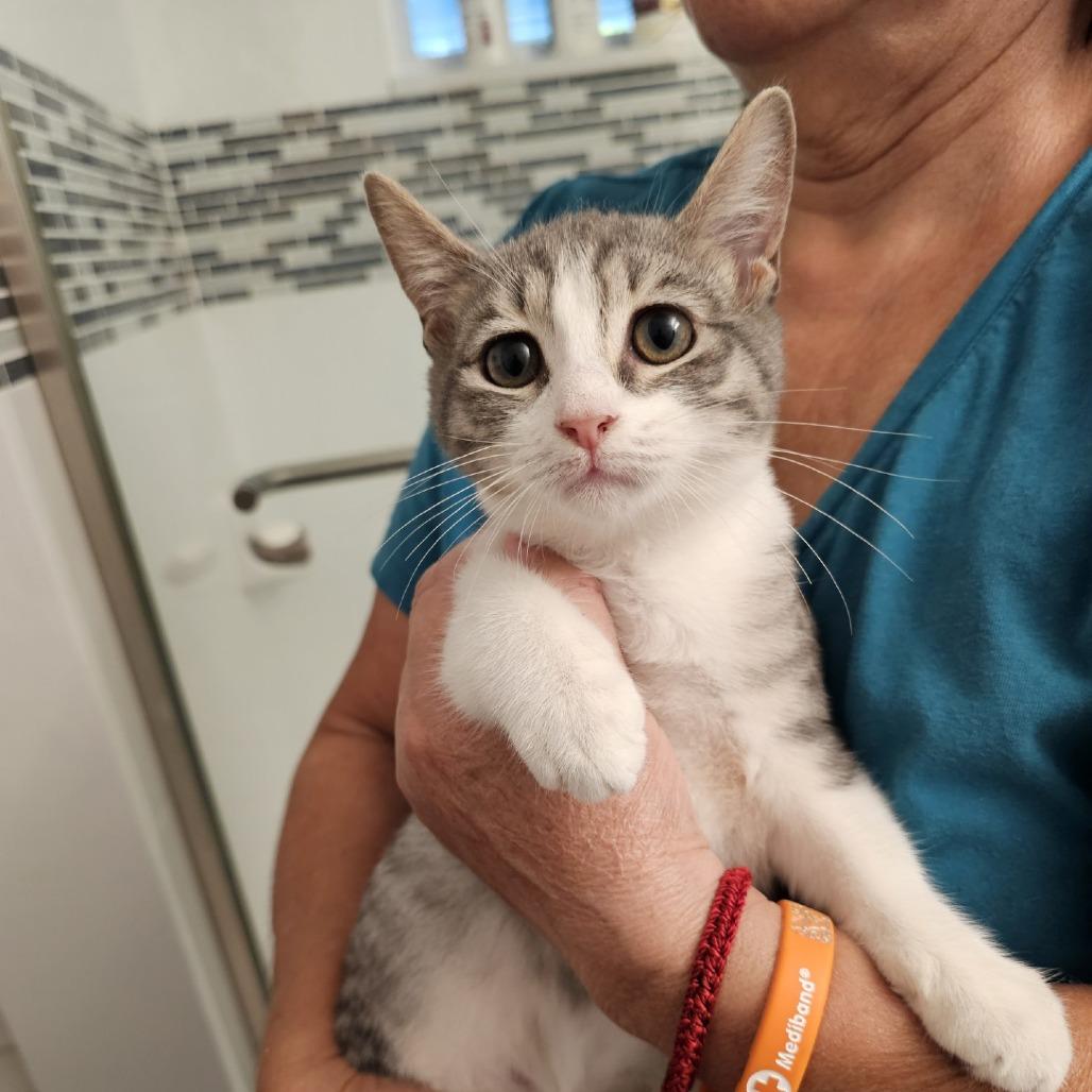 Little Misi, Adoptable, Young Female Domestic Short Hair.