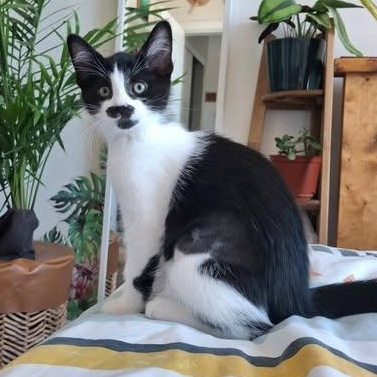 NIBLET, a Adoptable Domestic Short Hair in Campbell River, BC image 2/6
