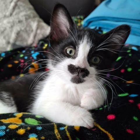 NIBLET, a Adoptable Domestic Short Hair in Campbell River, BC image 4/6