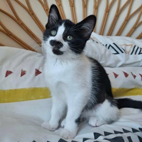 NIBLET, a Adoptable Domestic Short Hair in Campbell River, BC image 1/6