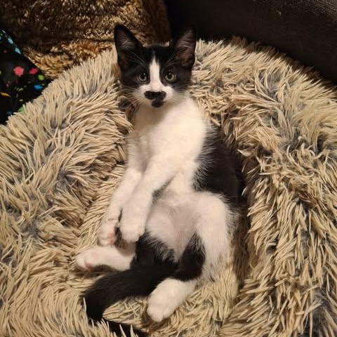 NIBLET, a Adoptable Domestic Short Hair in Campbell River, BC image 3/6