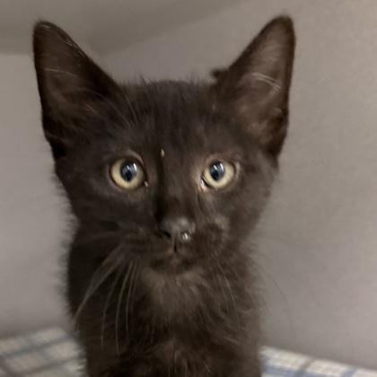 Midnight, Adopted, Young Male Domestic Short Hair.