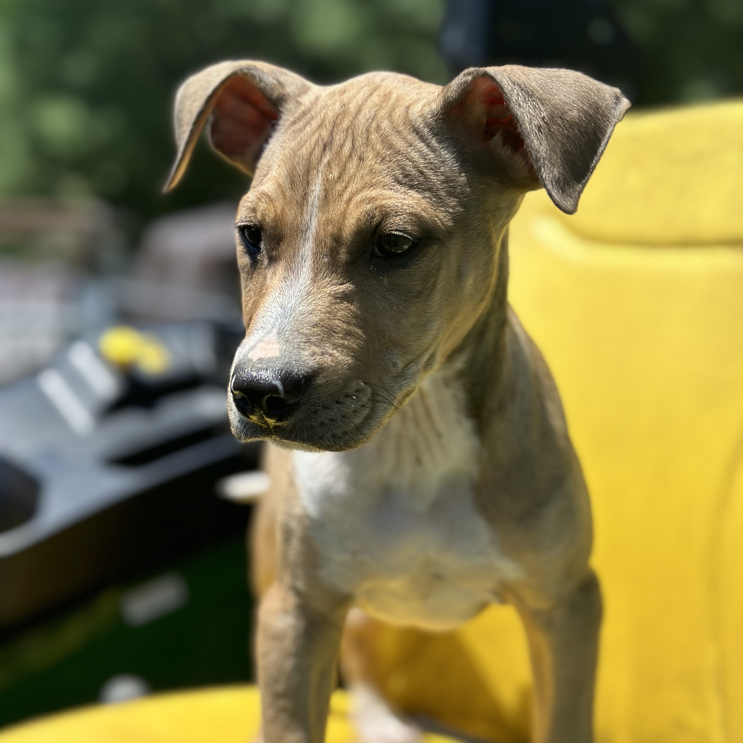 Dog for adoption Boomer, a Black Mouth Cur & Labrador Retriever Mix in Nanuet, NY Petfinder Dog for adoption Boomer, a Black Mouth Cur & Labrador Retriever Mix in Nanuet, NY Petfinder