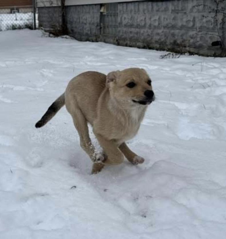 Big Bird, Adoptable, Puppy Female Mixed Breed.