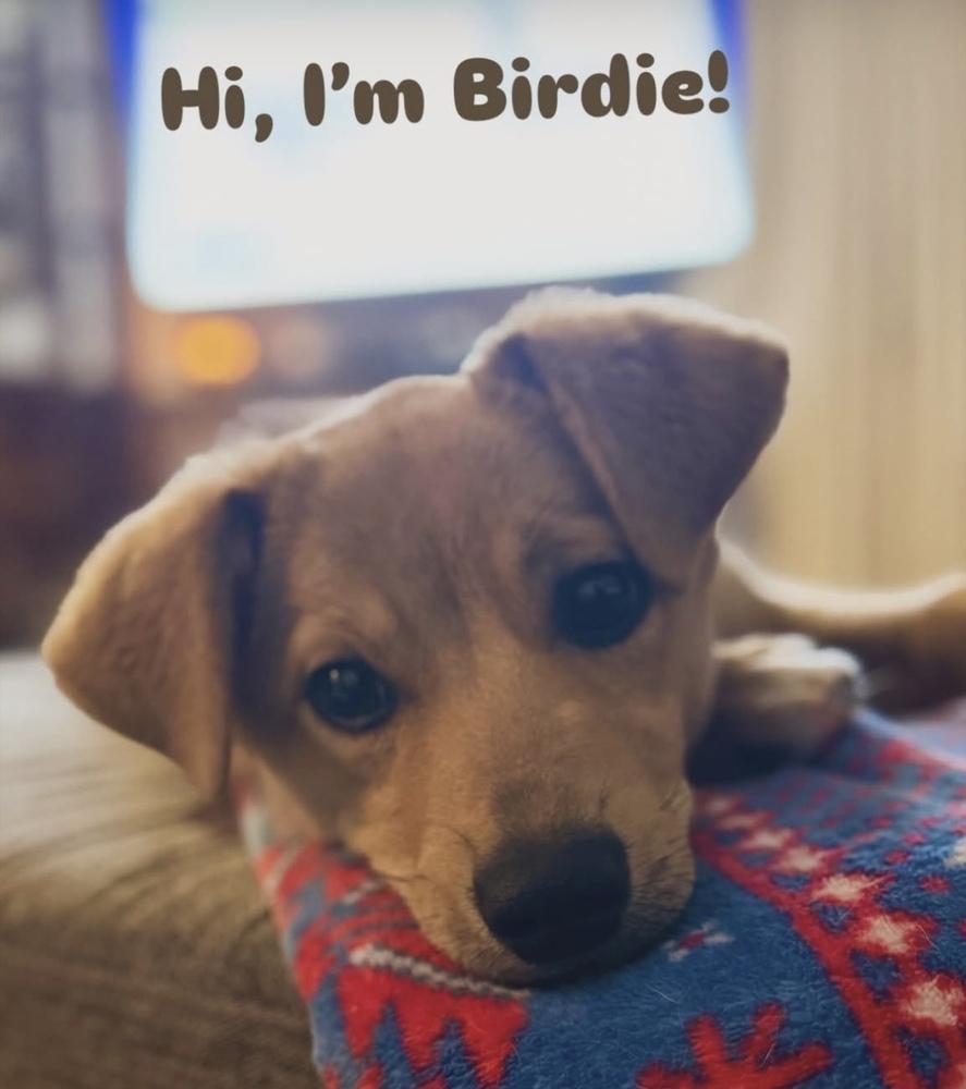 Enlarge Big Bird, a Adoptable mixed breed in Cheektowaga, NY image 2/6